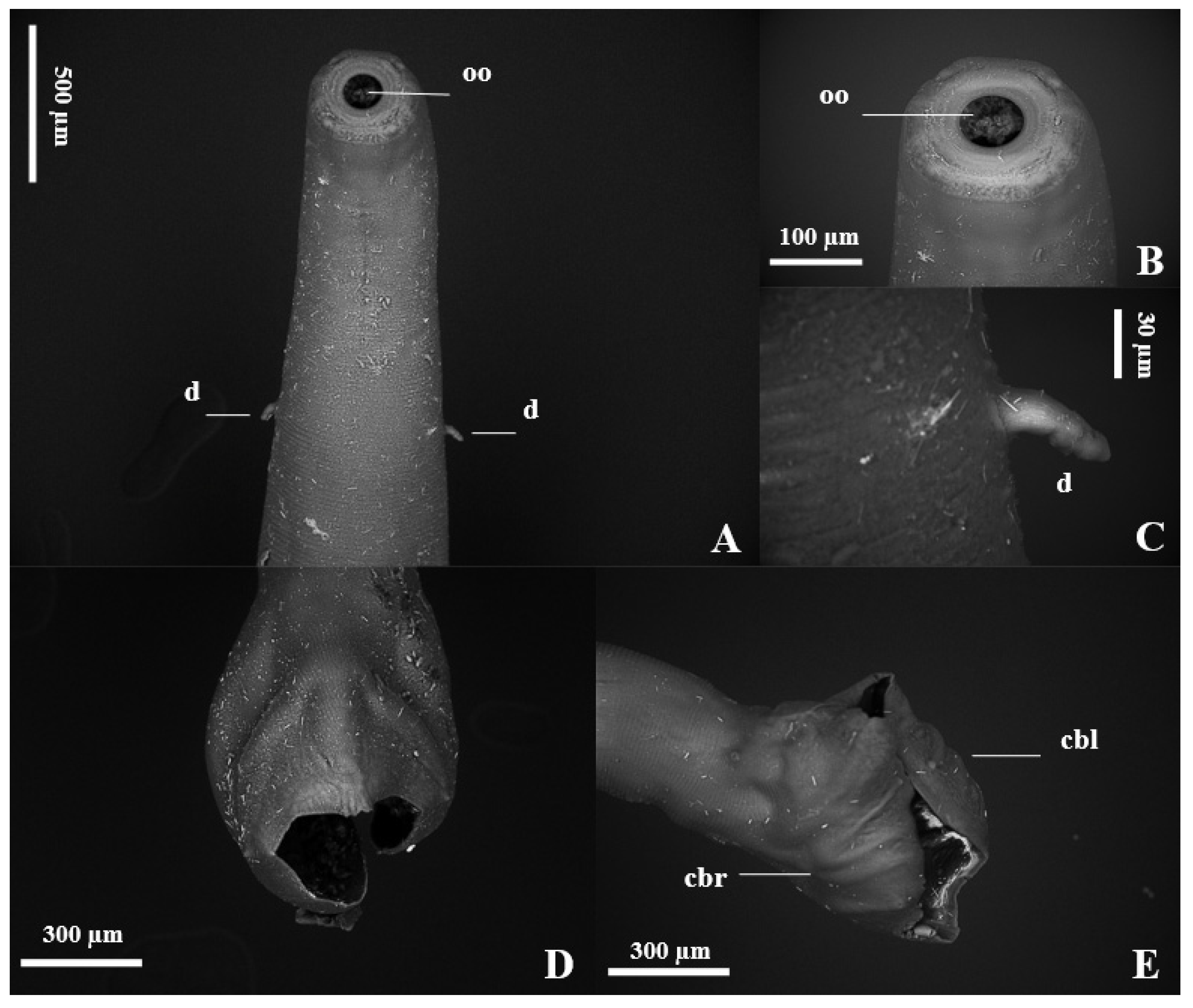 Vetsci 11 00370 g004