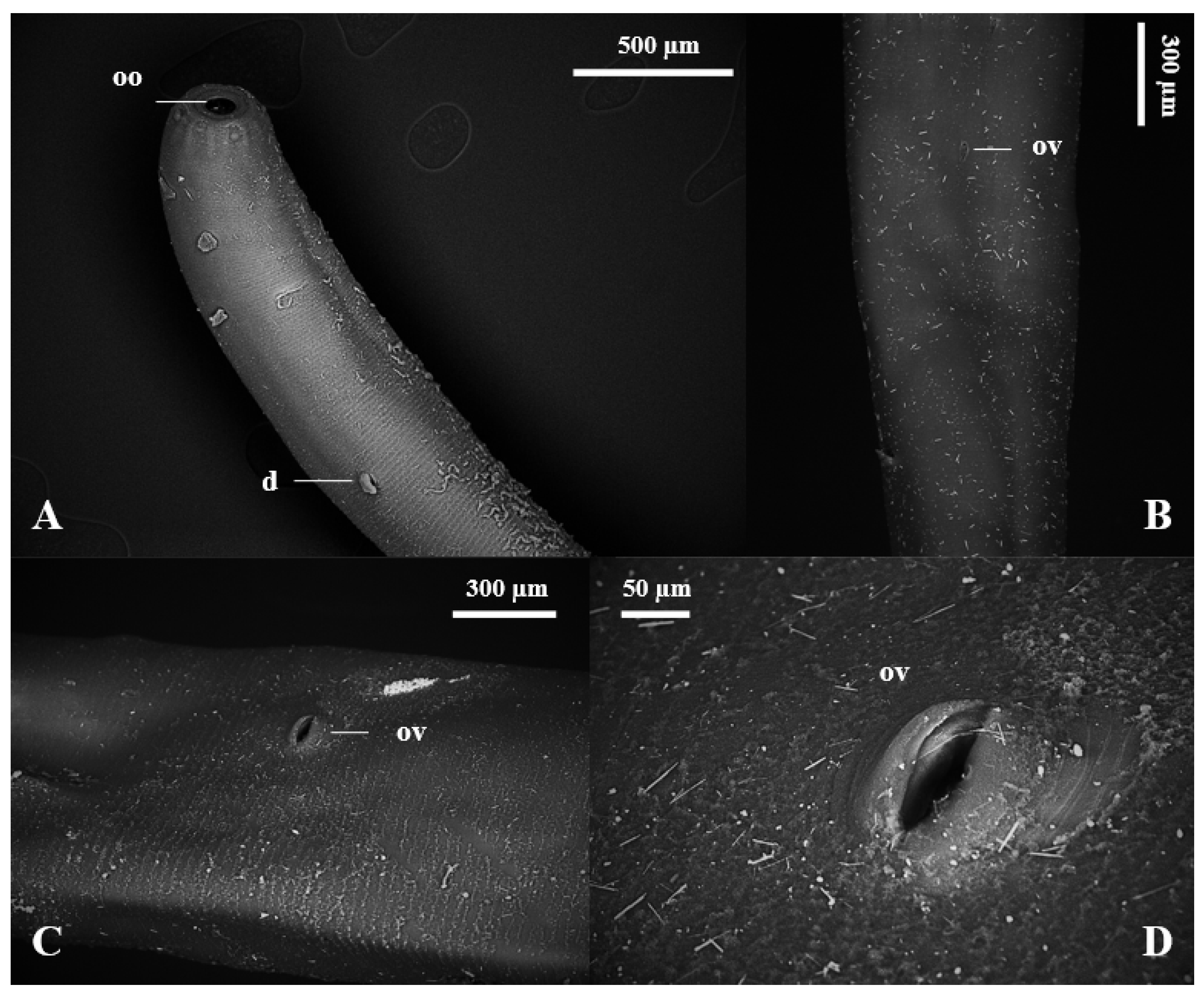 Vetsci 11 00370 g005