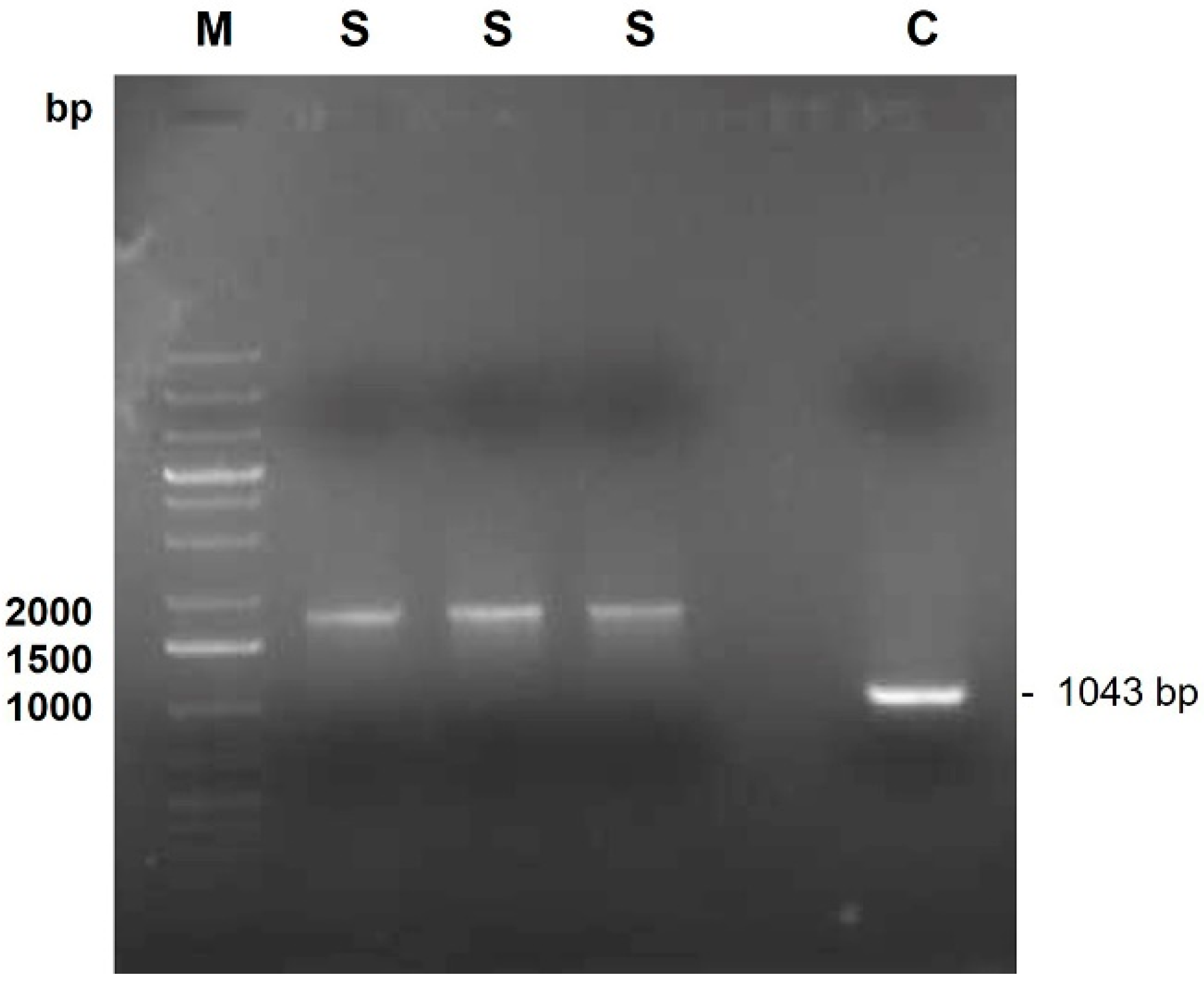 Vetsci 11 00382 g002