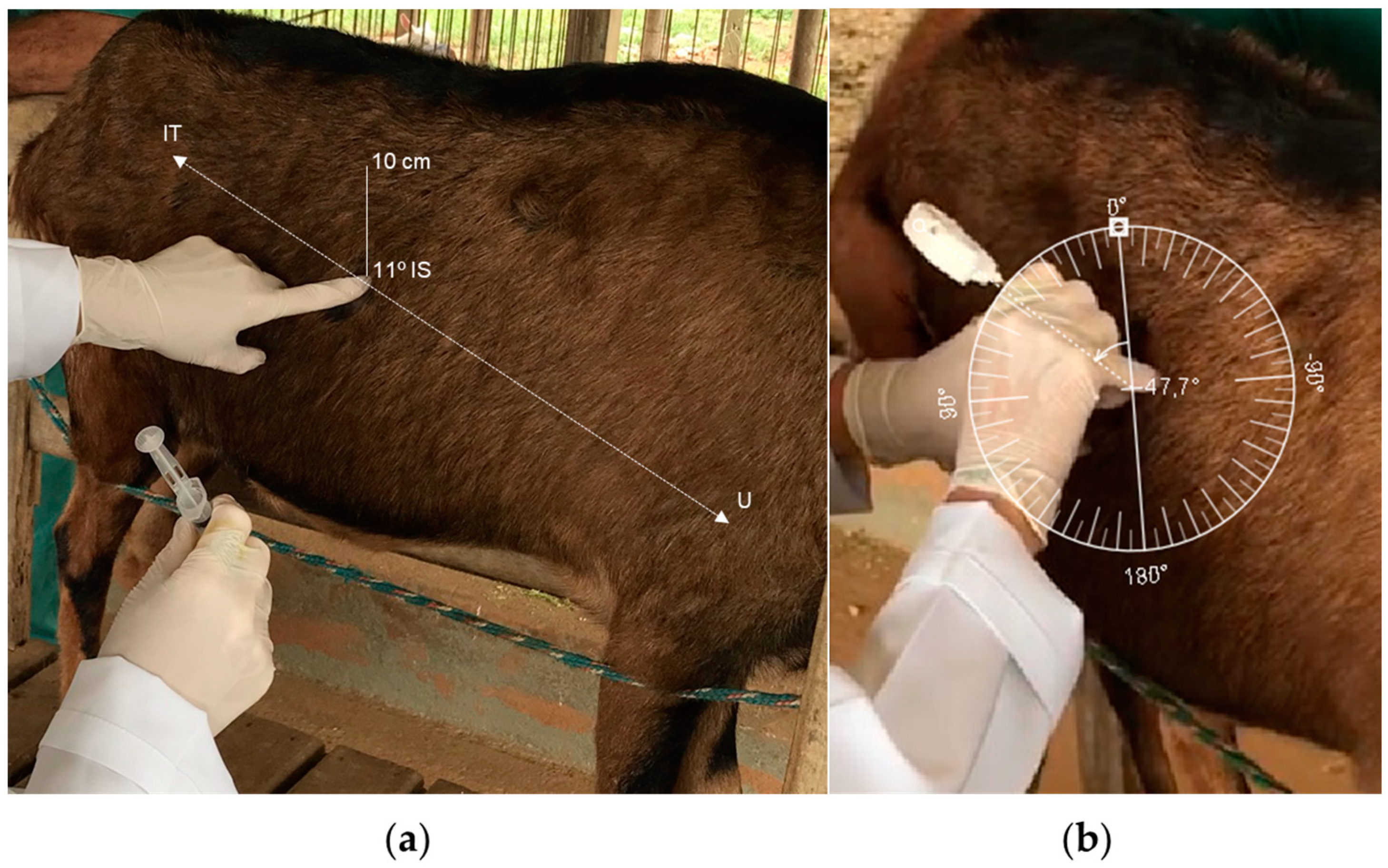 Vetsci 11 00384 g001 Vetsci 11 00384 g001
