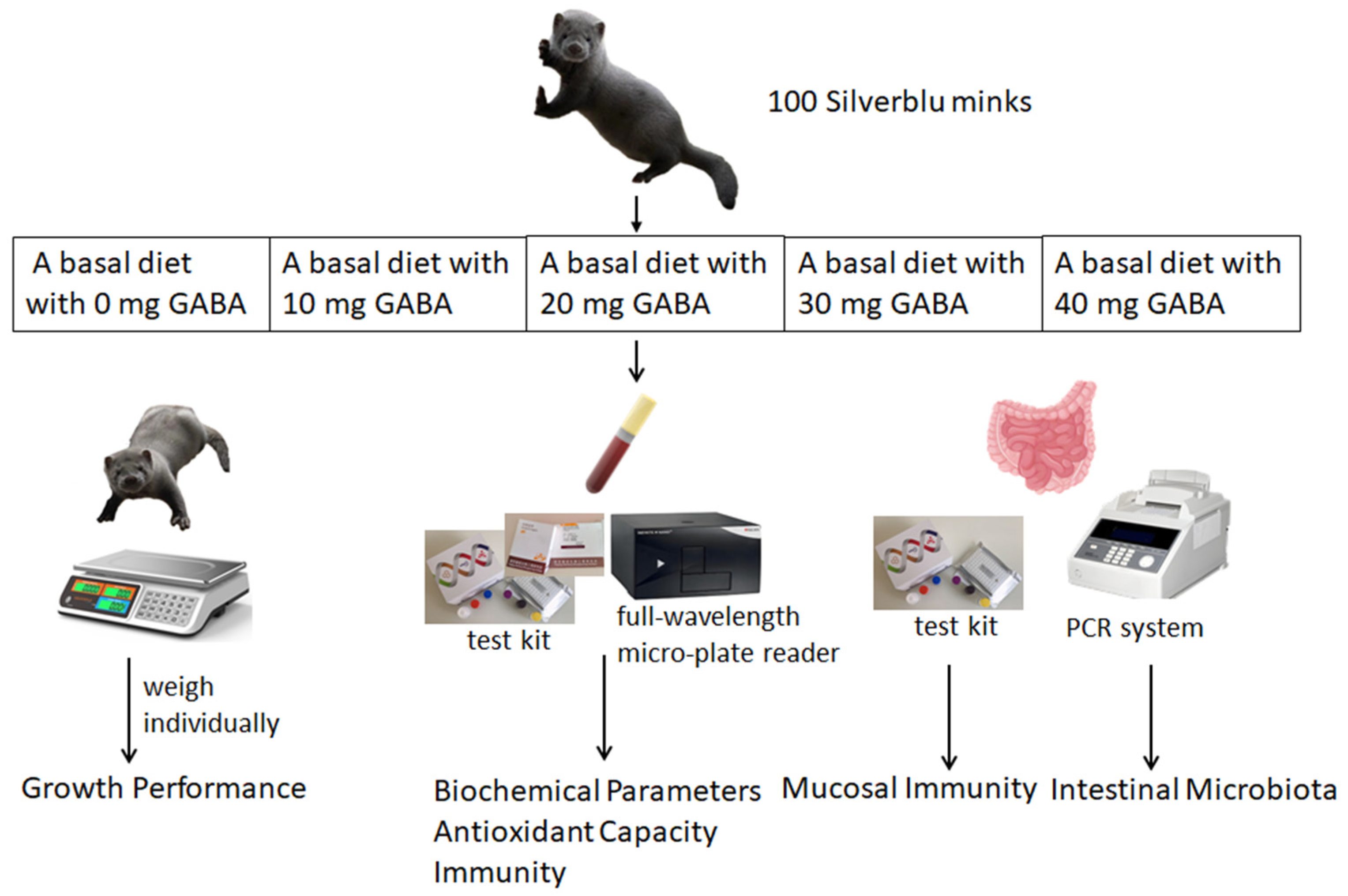 Vetsci 11 00398 g001