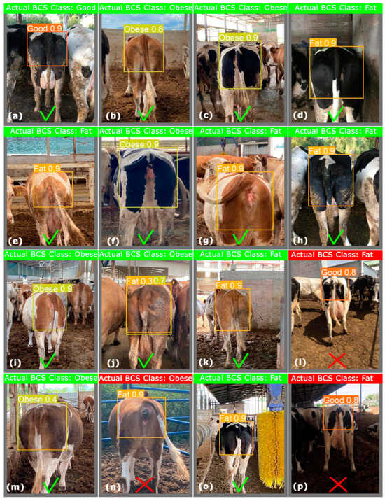 Vetsci 11 00399 g0a1