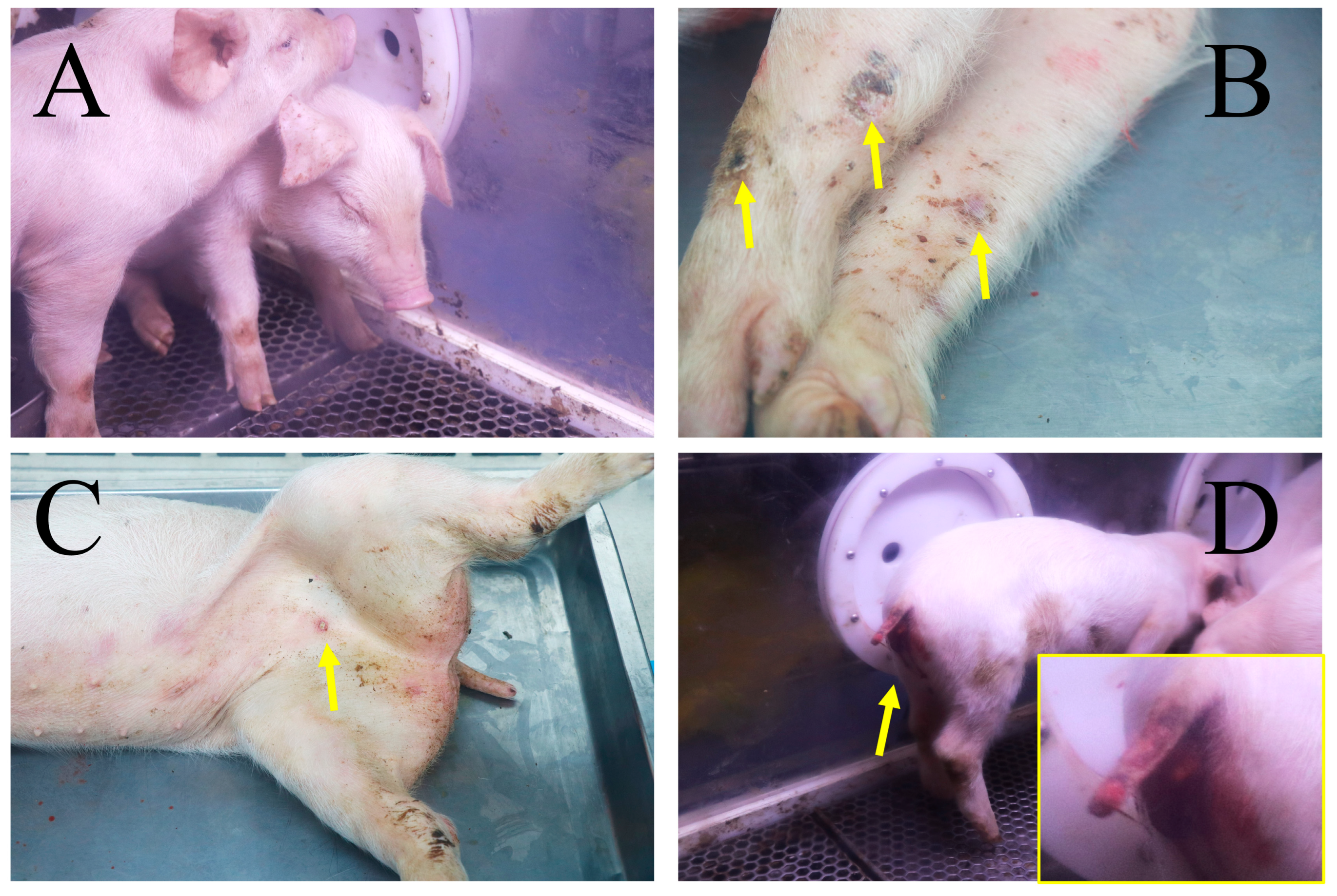 Vetsci 11 00403 g003