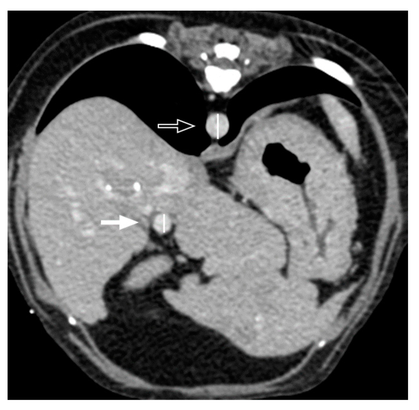 Vetsci 11 00404 g002