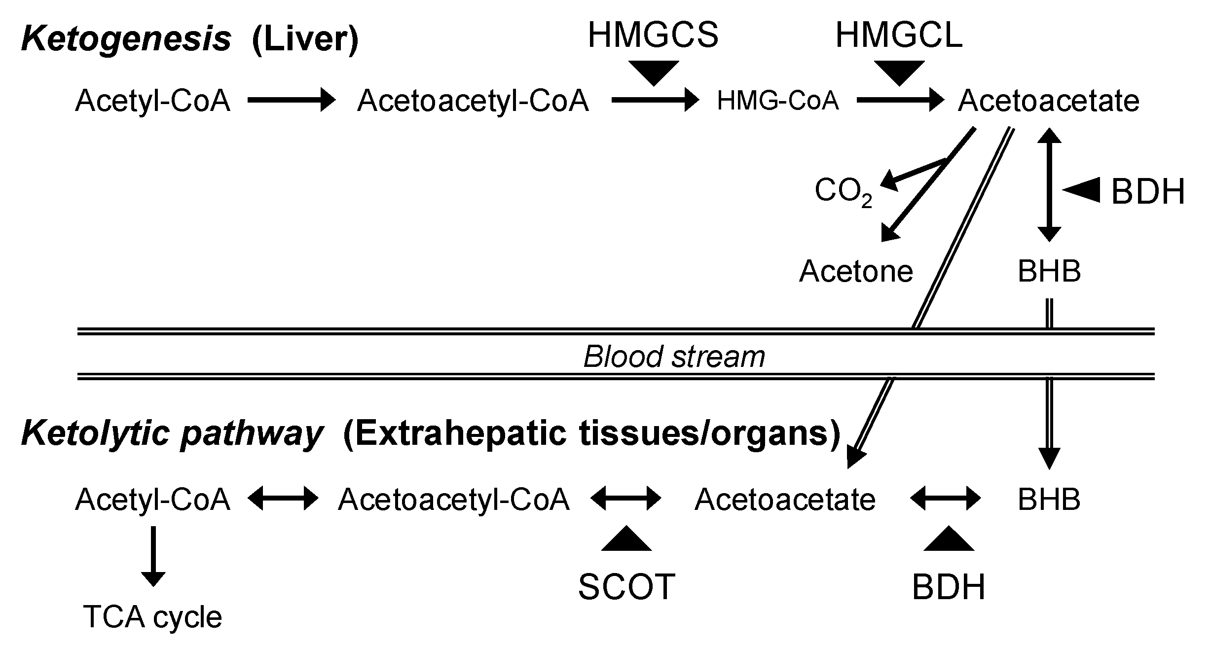 Vetsci 11 00405 g001 Vetsci 11 00405 g001