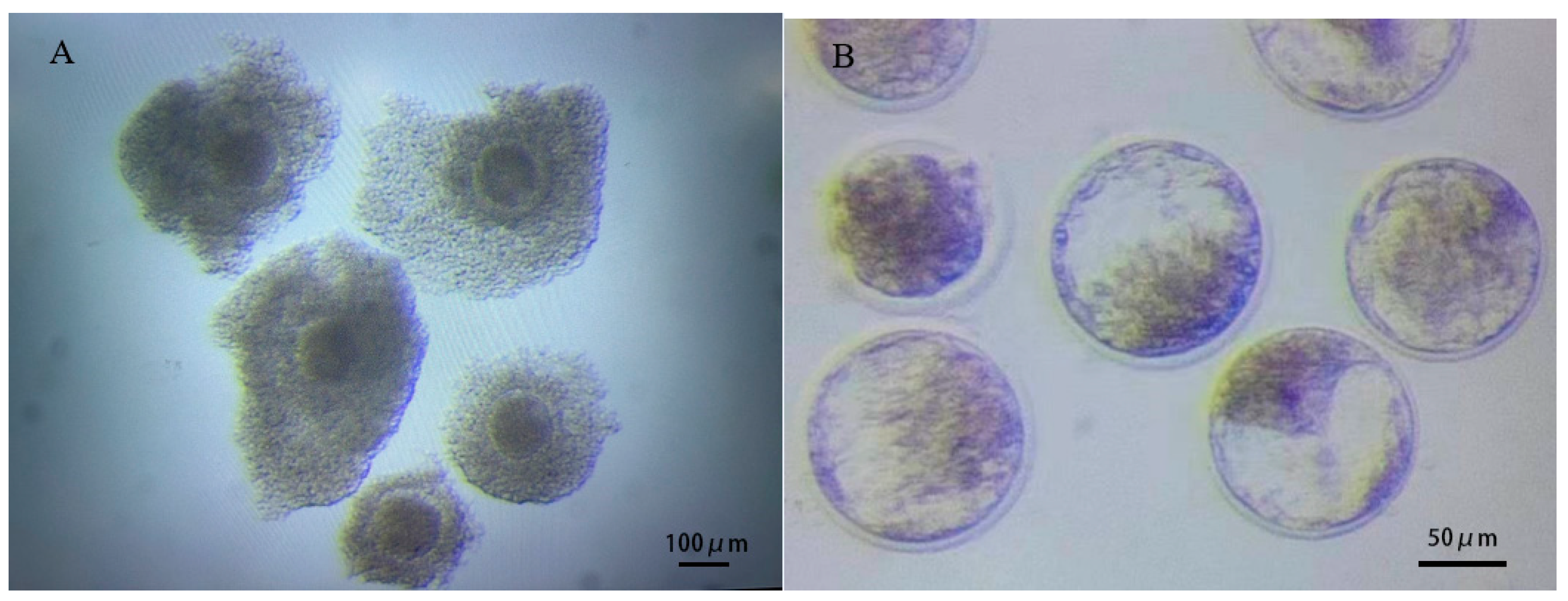 Vetsci 11 00410 g001