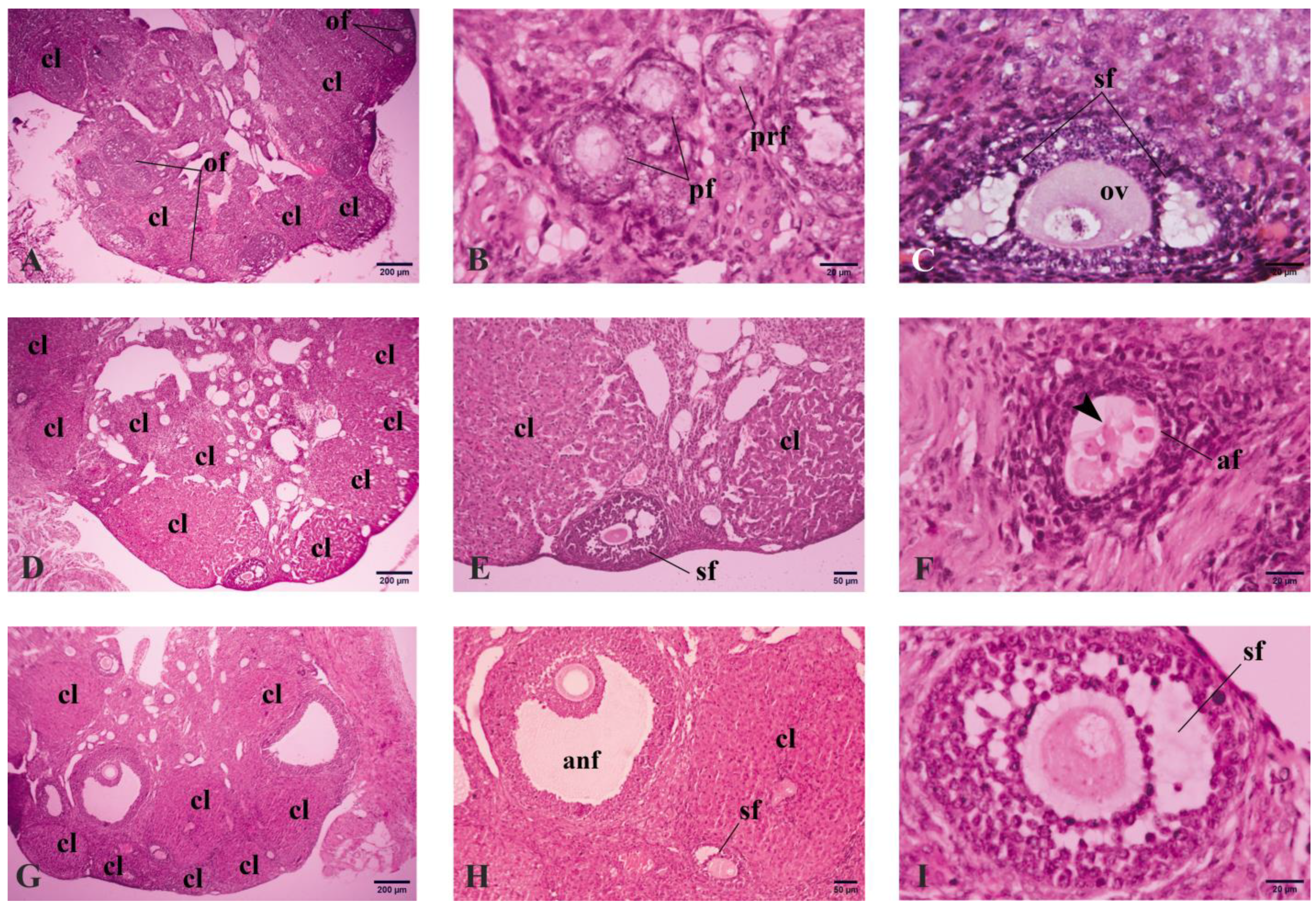 Vetsci 11 00414 g001 Vetsci 11 00414 g001