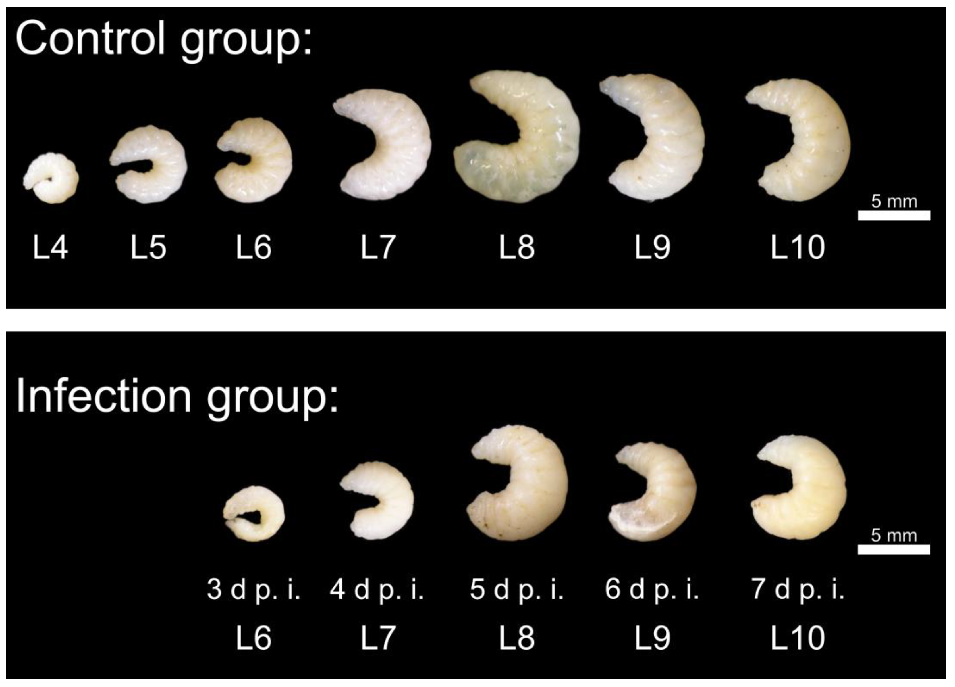 Vetsci 11 00415 g003 Vetsci 11 00415 g003