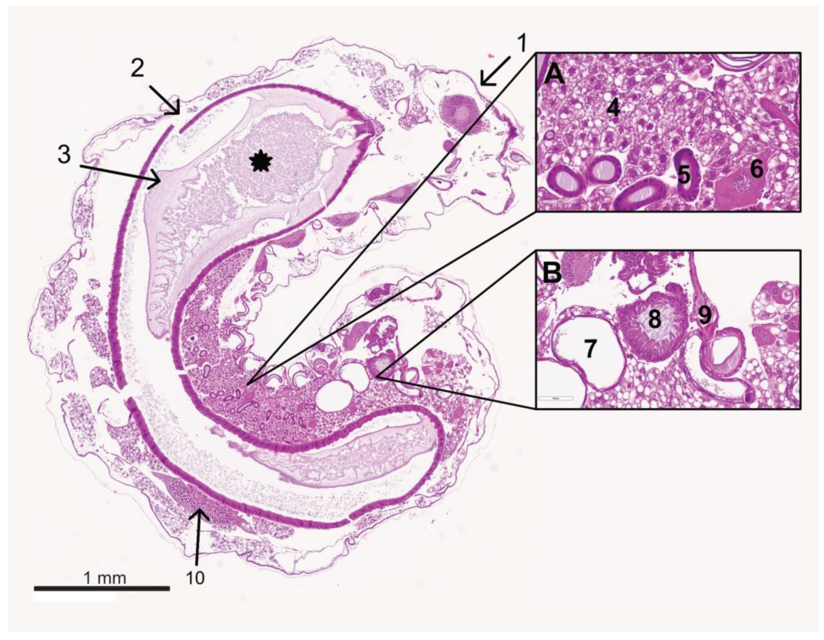 Vetsci 11 00415 g005 Vetsci 11 00415 g005
