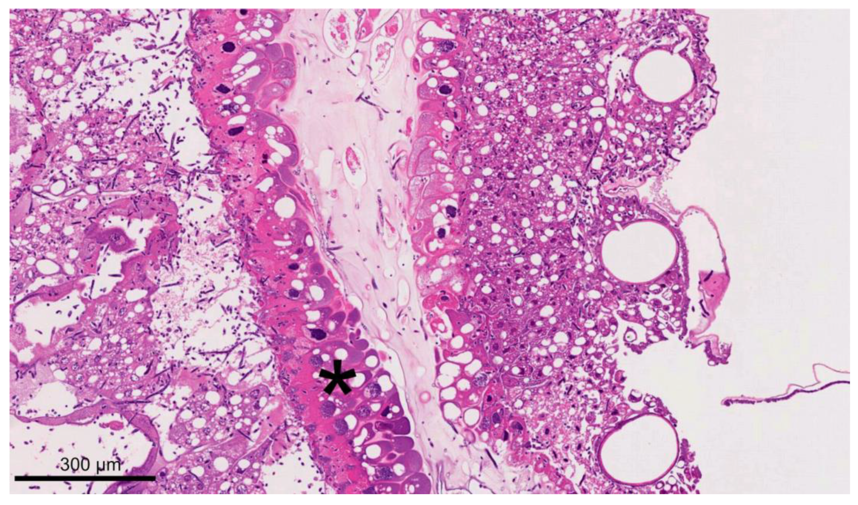 Vetsci 11 00415 g007 Vetsci 11 00415 g007