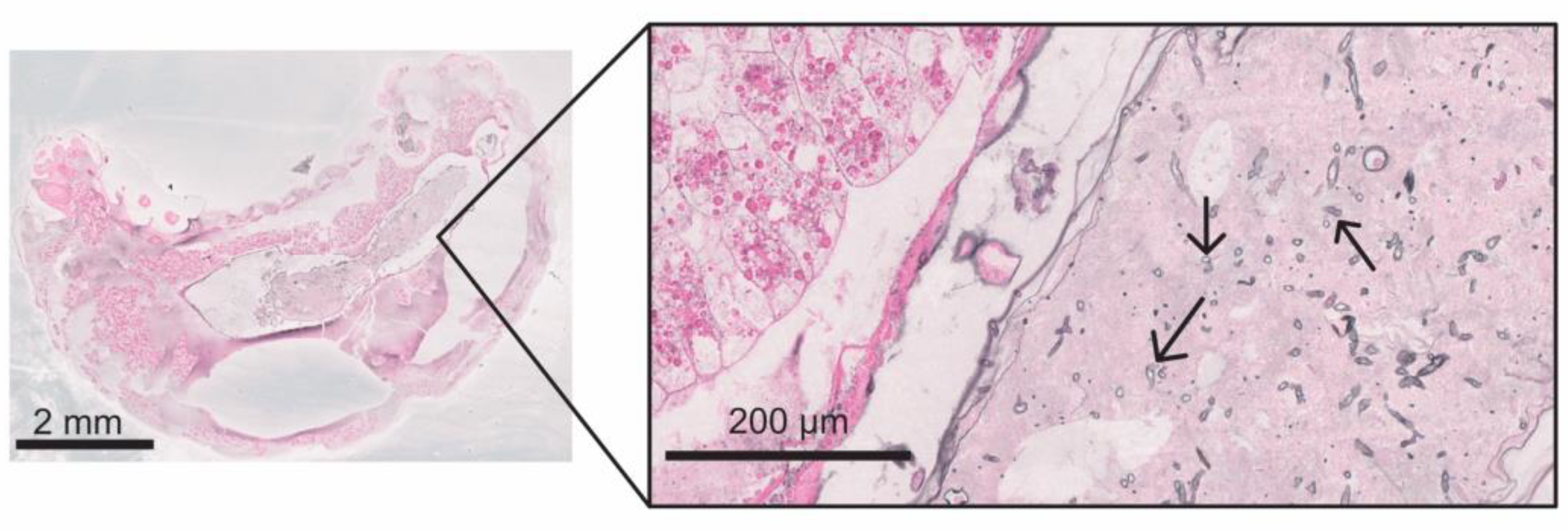 Vetsci 11 00415 g008 Vetsci 11 00415 g008
