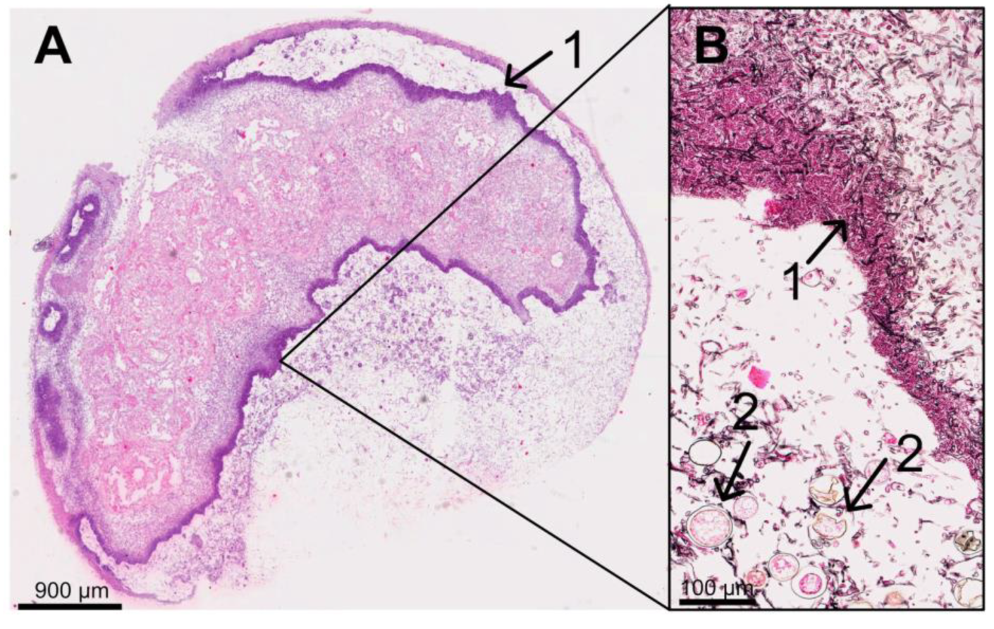 Vetsci 11 00415 g009 Vetsci 11 00415 g009