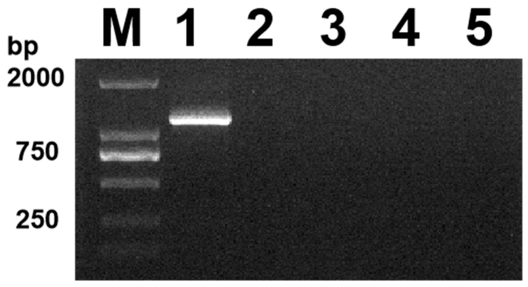 Vetsci 11 00417 g001 Vetsci 11 00417 g001
