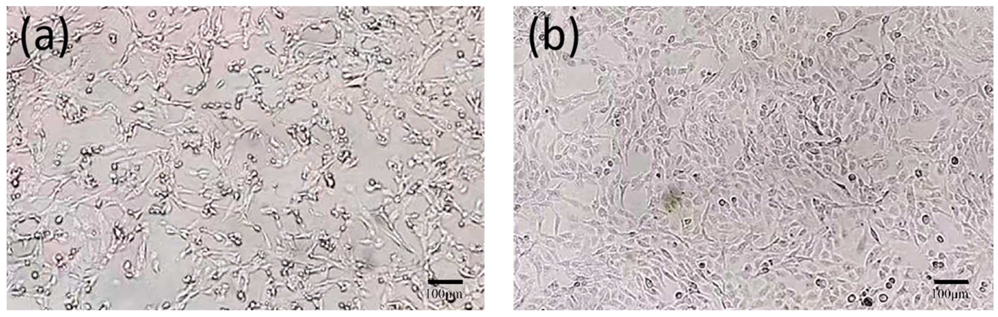 Vetsci 11 00417 g004 Vetsci 11 00417 g004