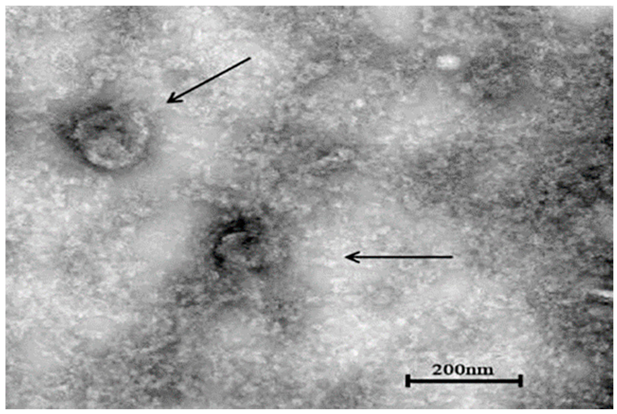 Vetsci 11 00417 g005 Vetsci 11 00417 g005