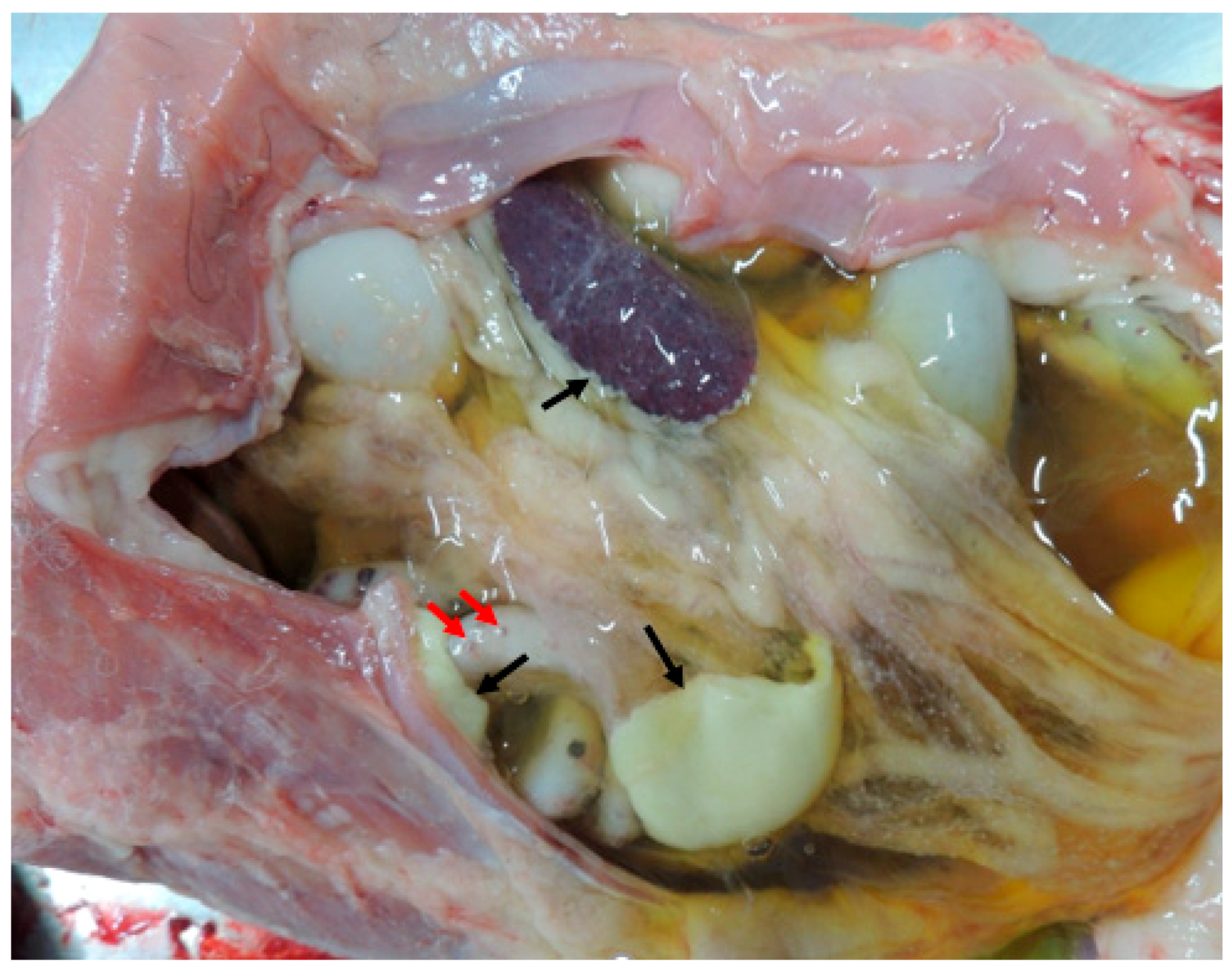 Vetsci 11 00424 g001 Vetsci 11 00424 g001