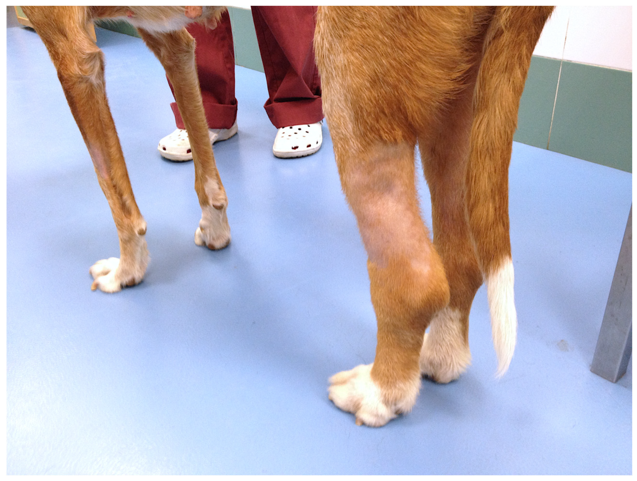 Vetsci 11 00430 g001