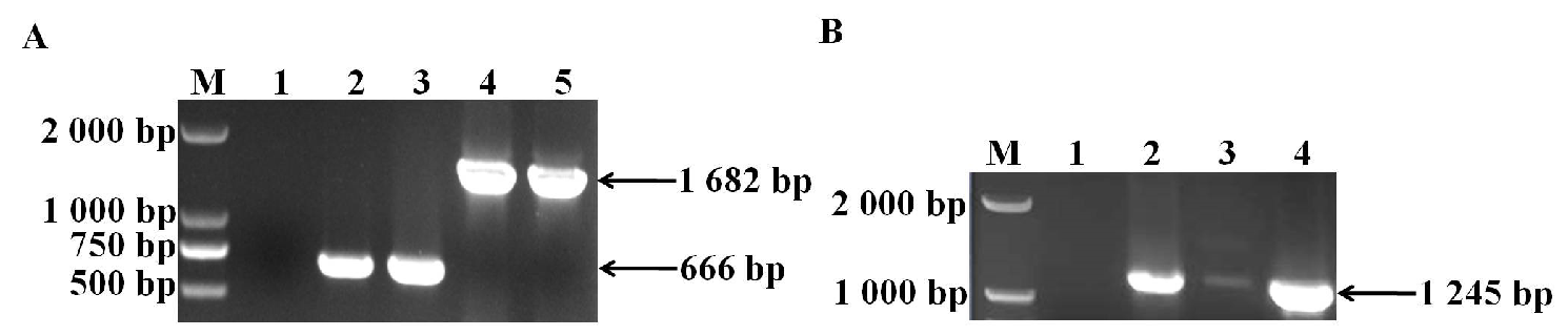 Vetsci 11 00447 g001 Vetsci 11 00447 g001