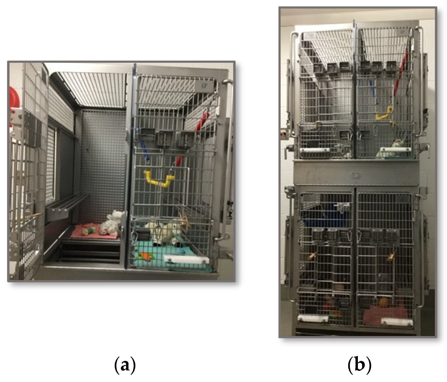 Vetsci 11 00460 g001