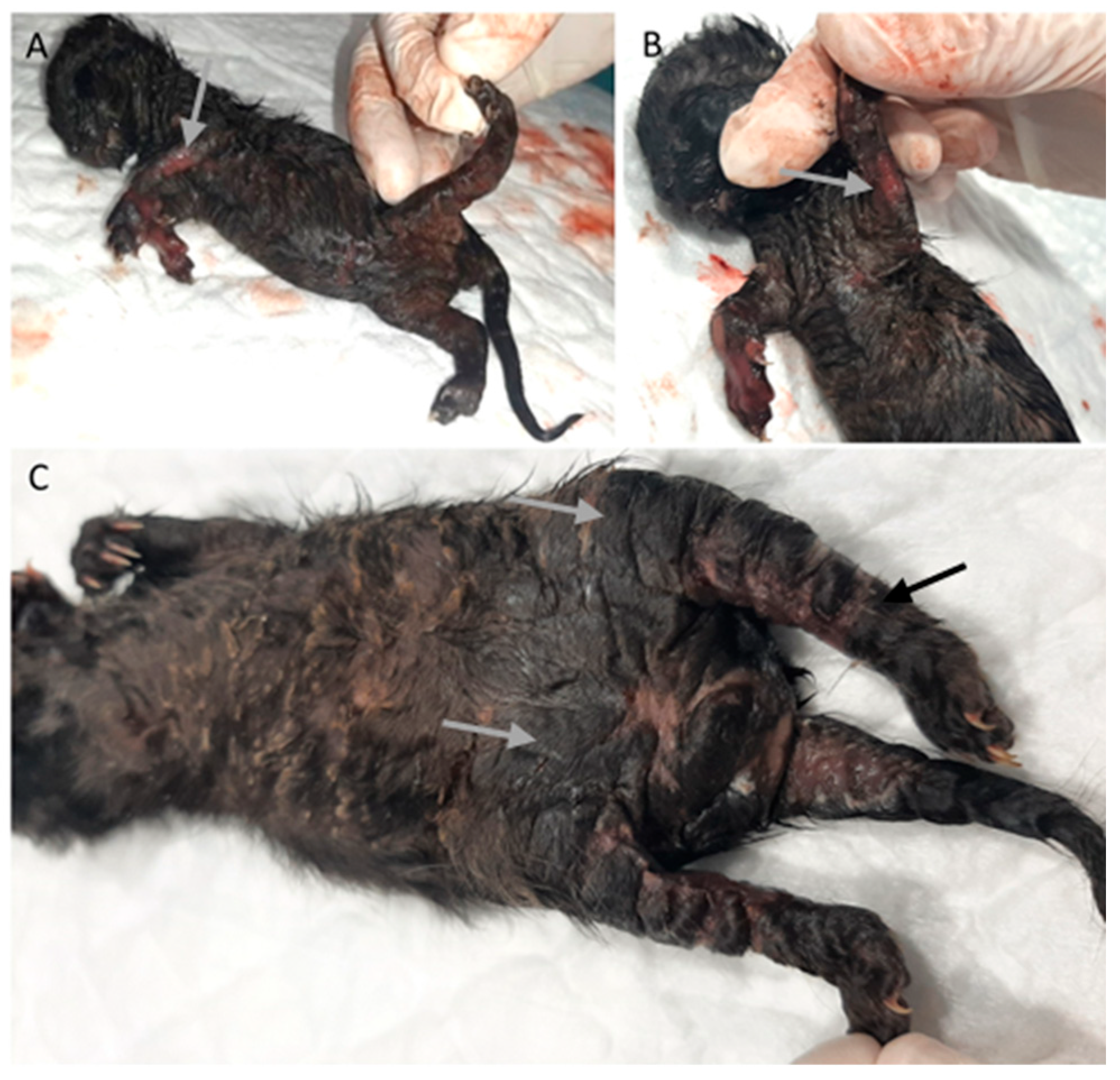 Vetsci 11 00461 g005 Vetsci 11 00461 g005