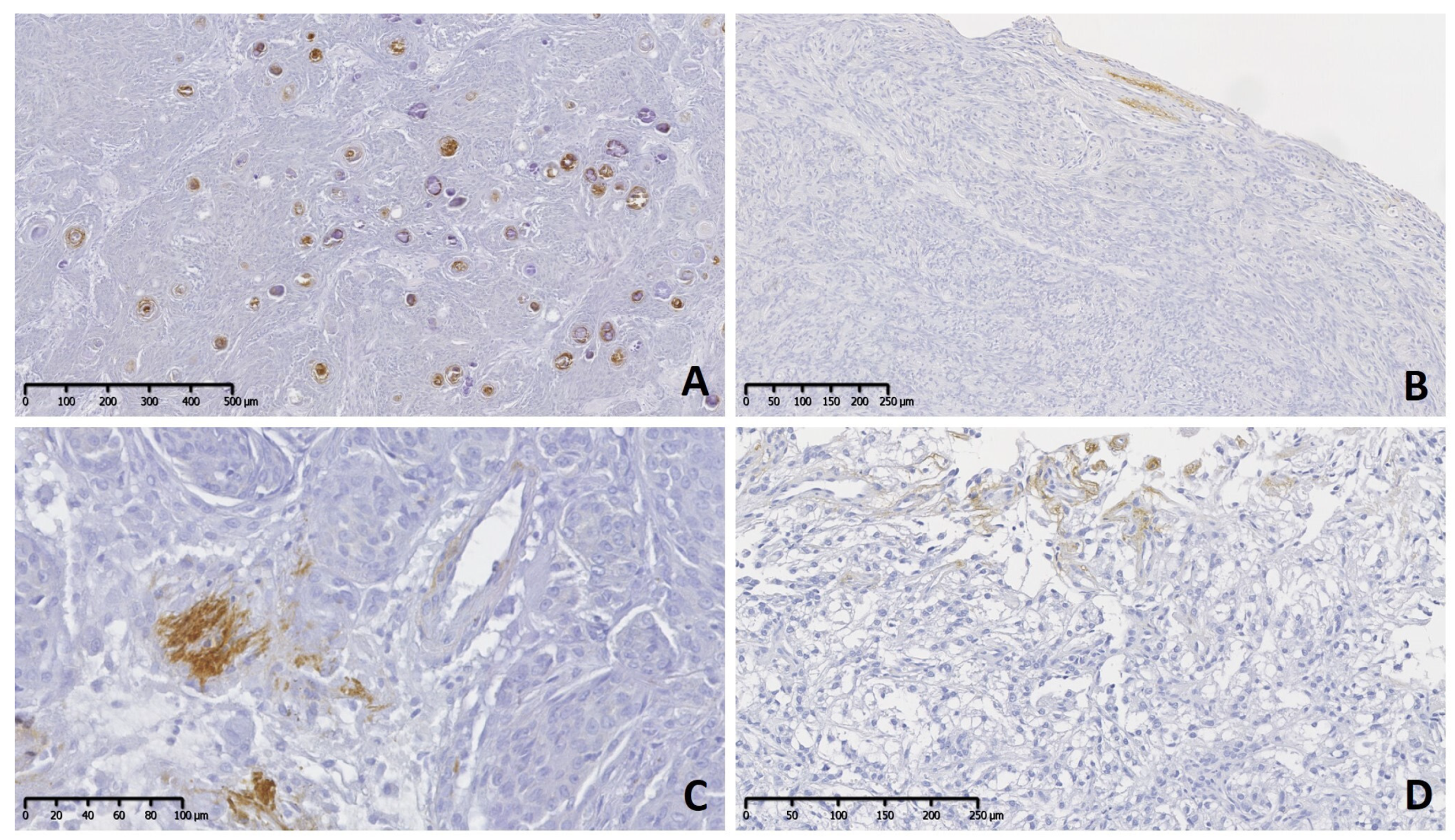 Vetsci 11 00462 g001 Vetsci 11 00462 g001