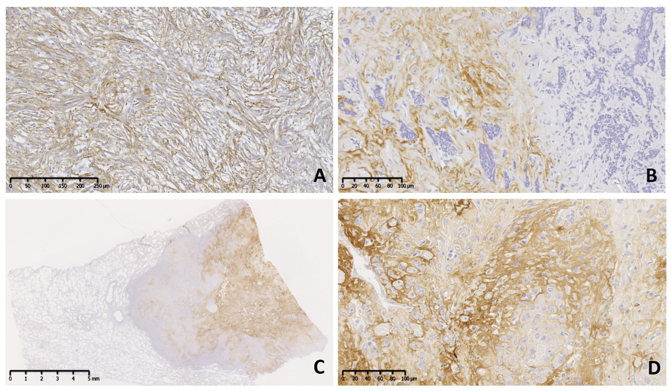 Vetsci 11 00462 g002 Vetsci 11 00462 g002