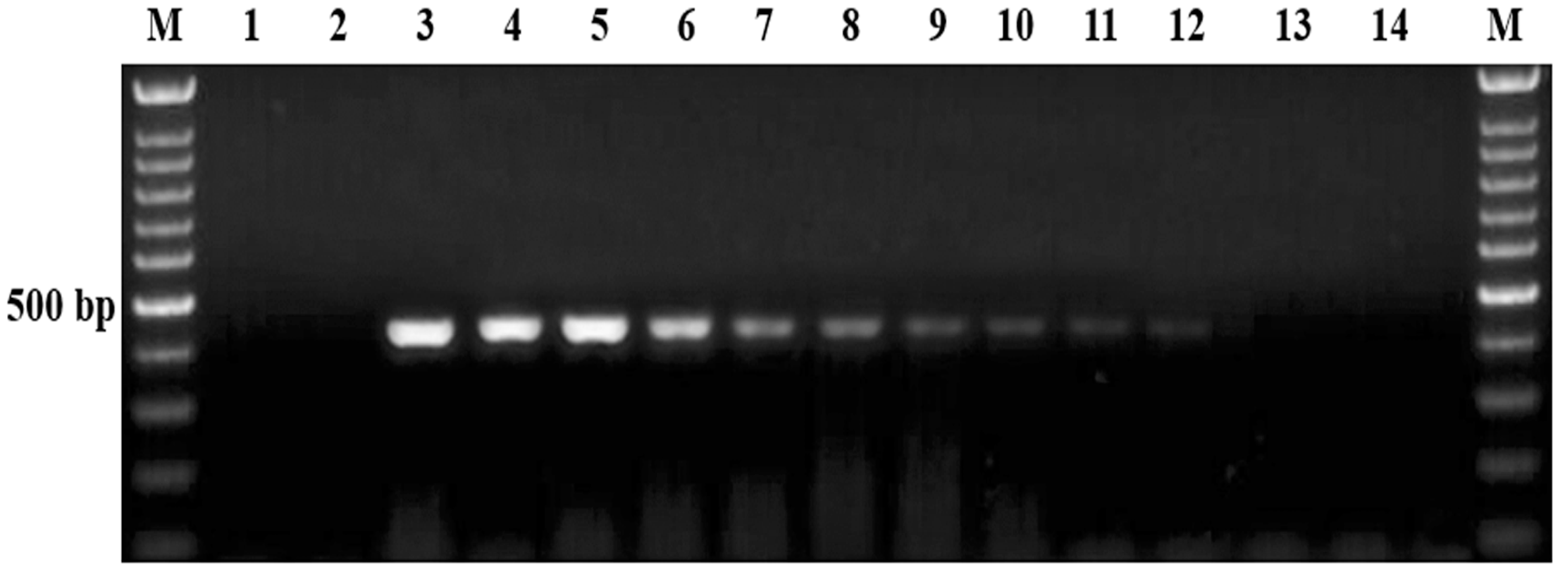 Vetsci 11 00466 g004