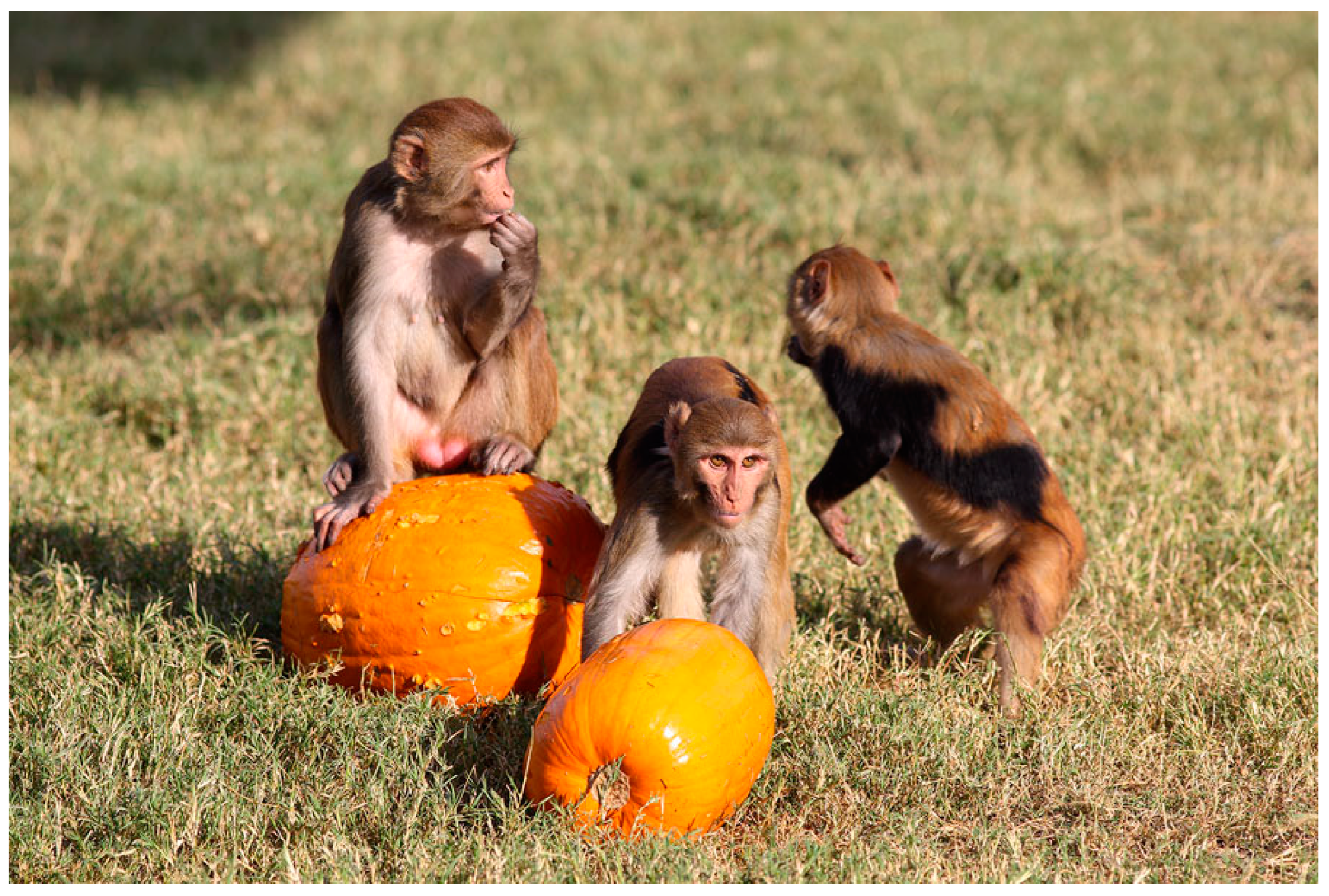 Vetsci 11 00486 g002 Vetsci 11 00486 g002