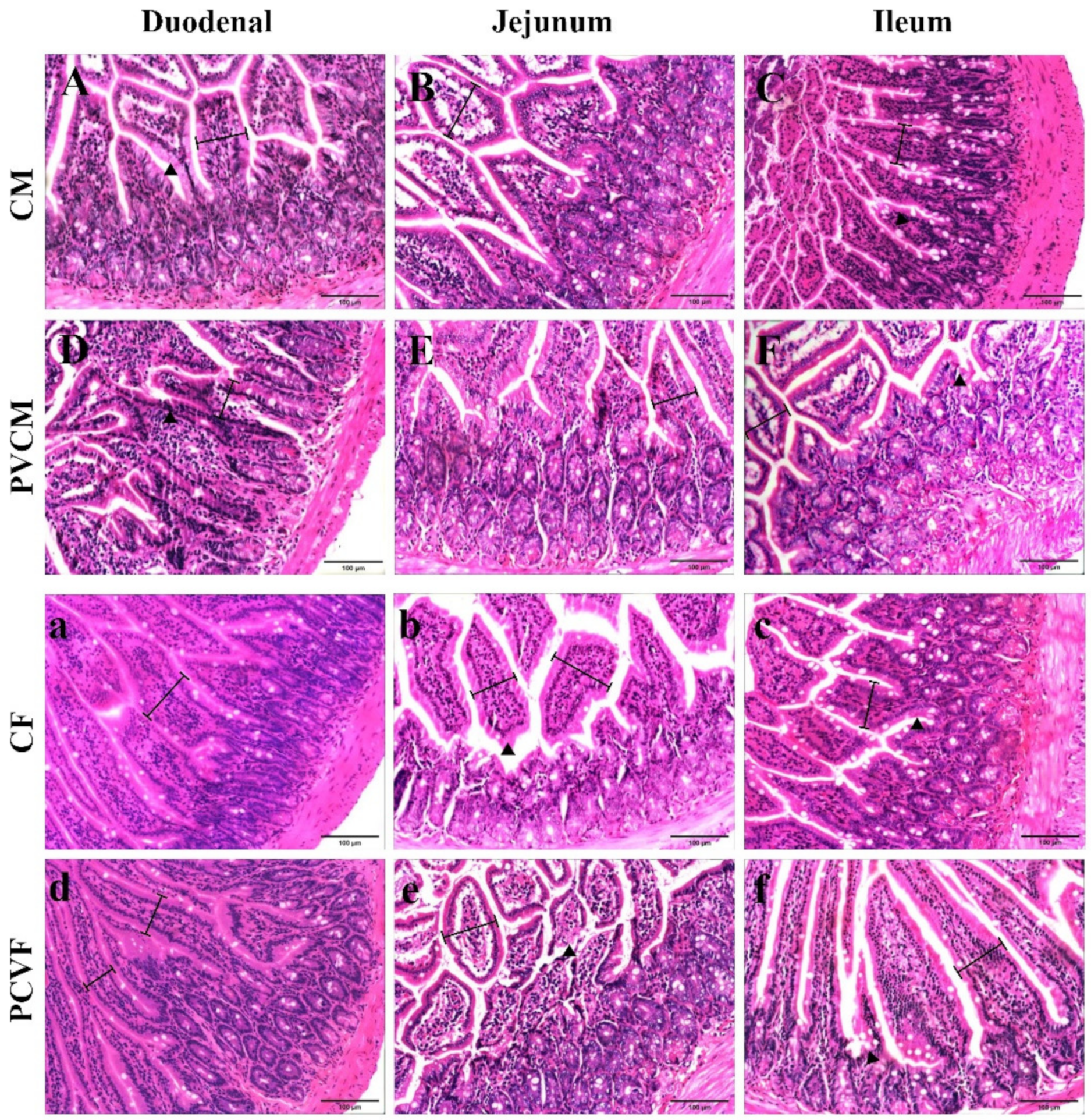 Vetsci 11 00488 g004