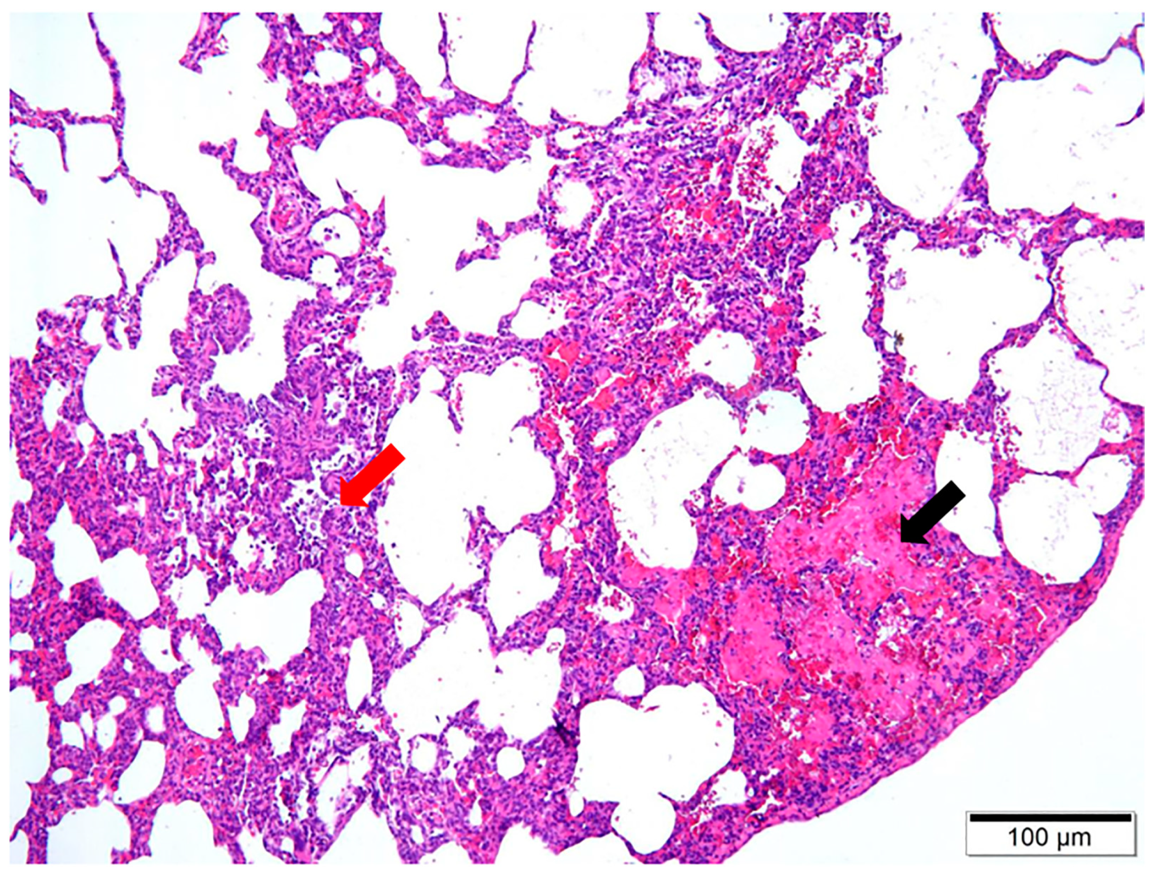 Vetsci 11 00491 g002