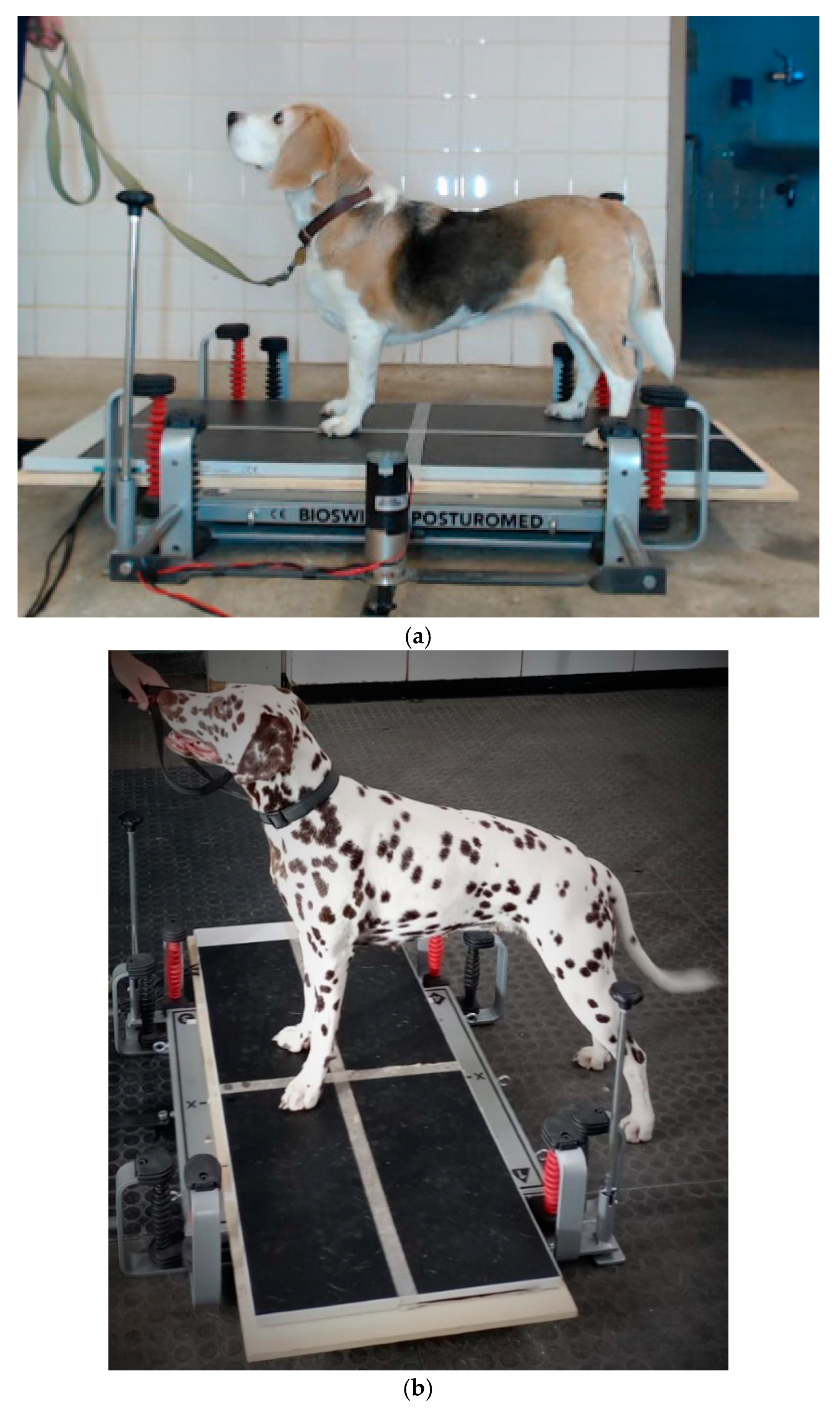 Vetsci 11 00498 g002