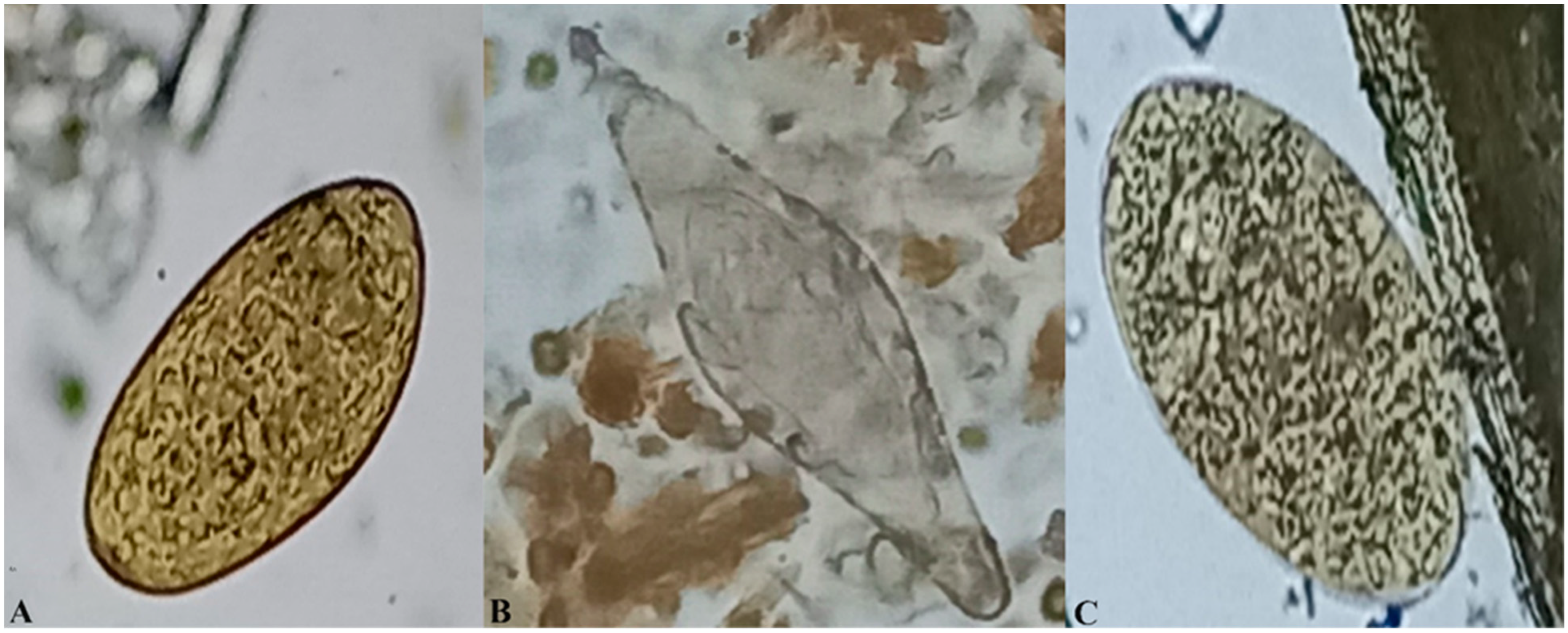 Vetsci 11 00595 g002