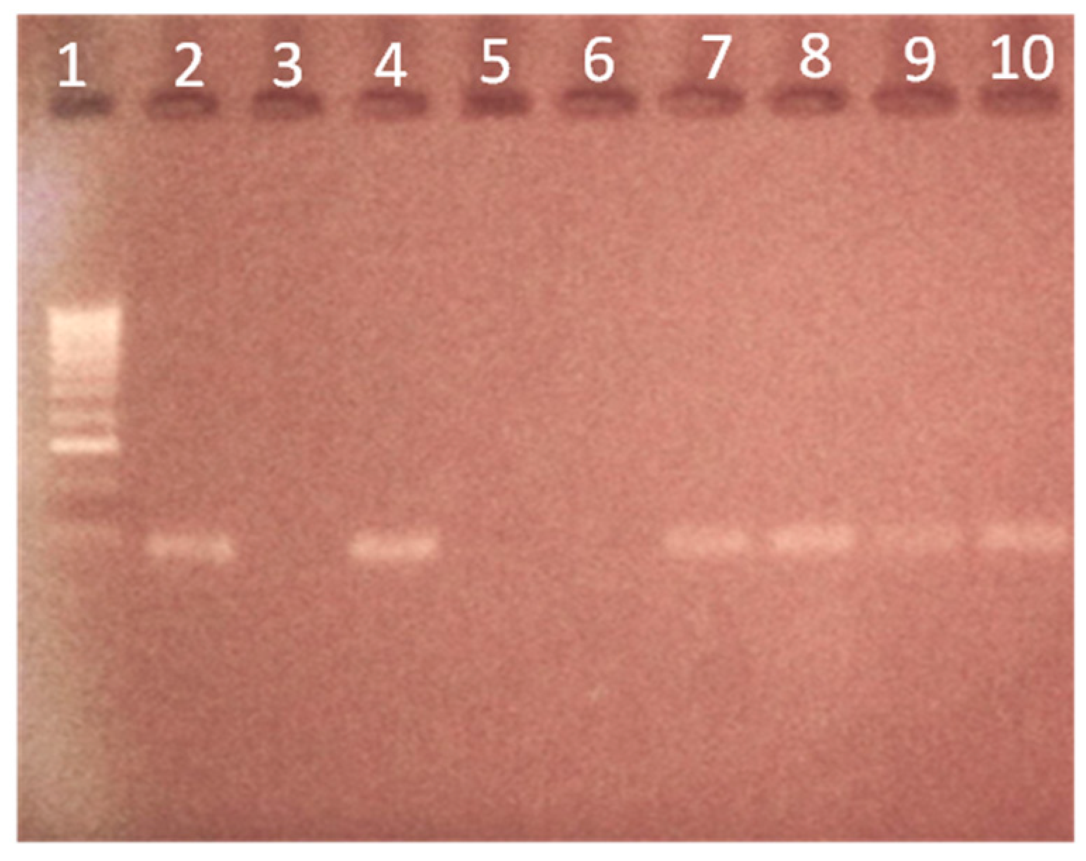 Vetsci 11 00600 g003