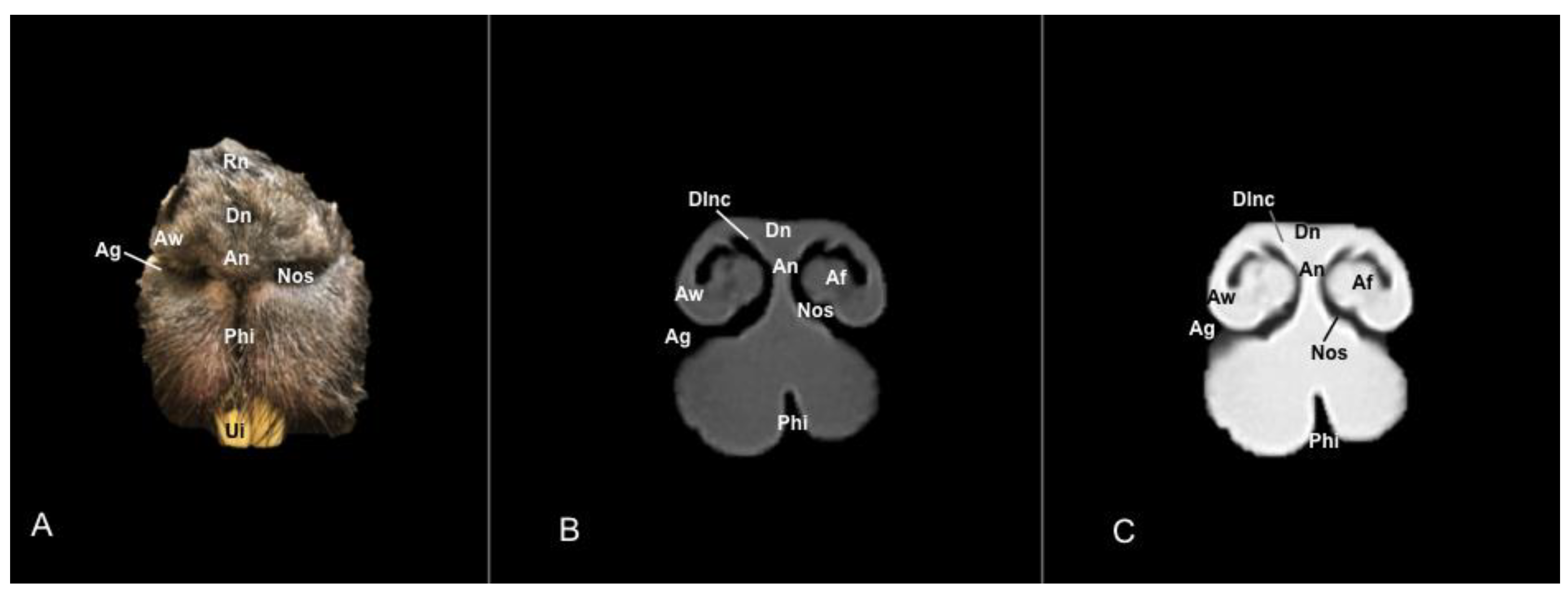 Vetsci 11 00611 g002