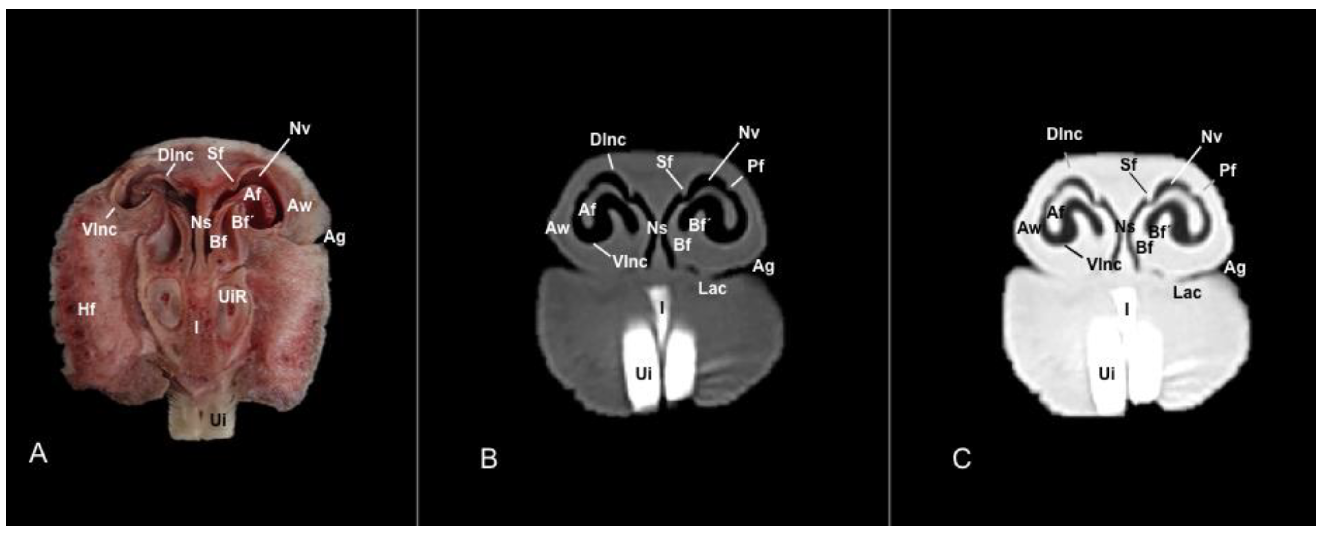 Vetsci 11 00611 g003