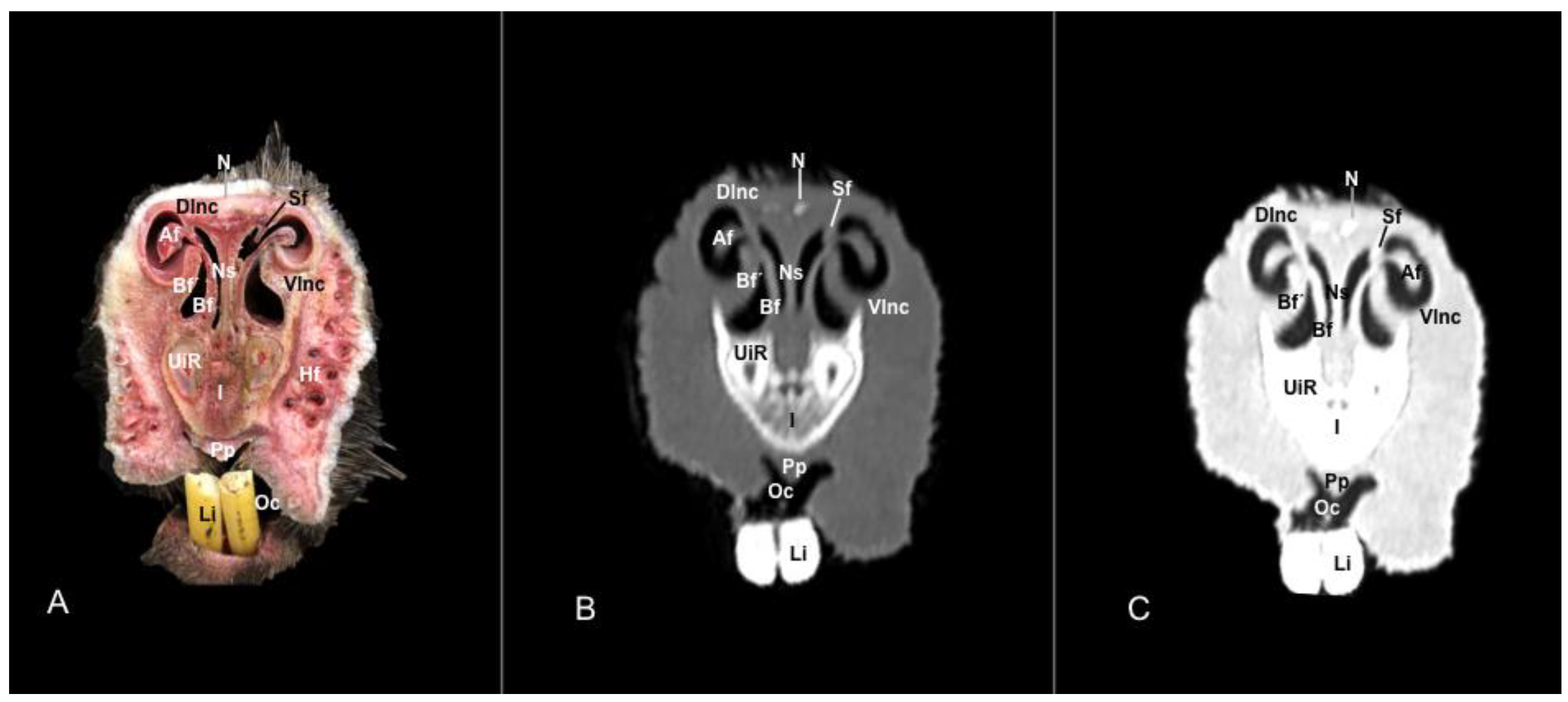Vetsci 11 00611 g004