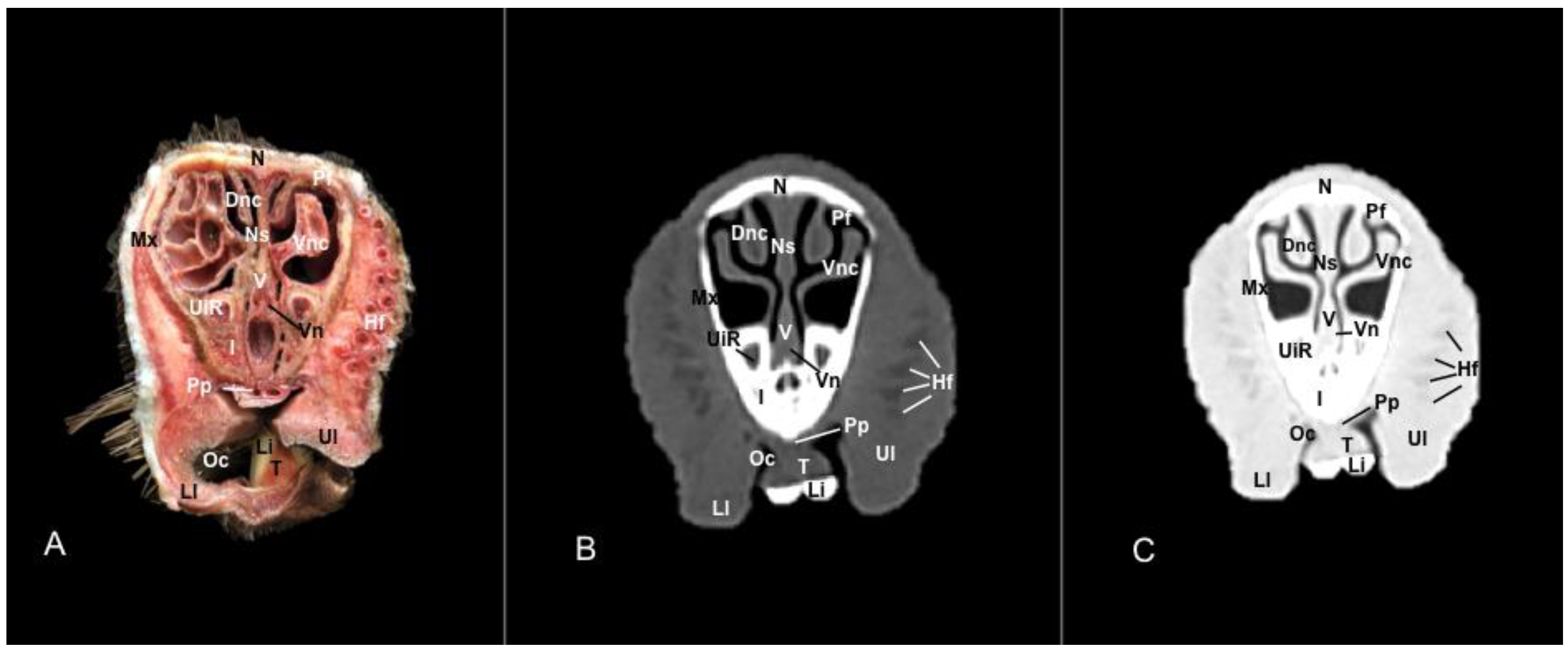 Vetsci 11 00611 g005