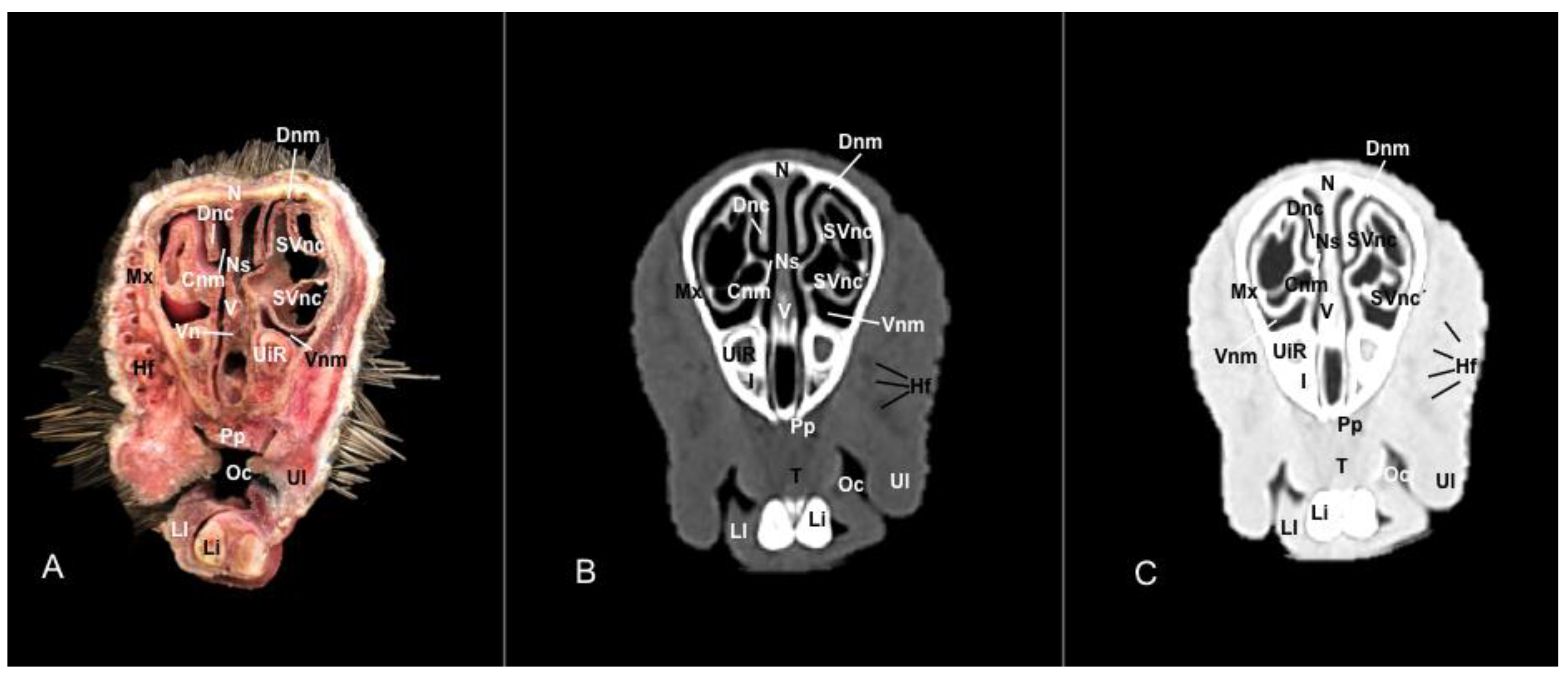 Vetsci 11 00611 g006