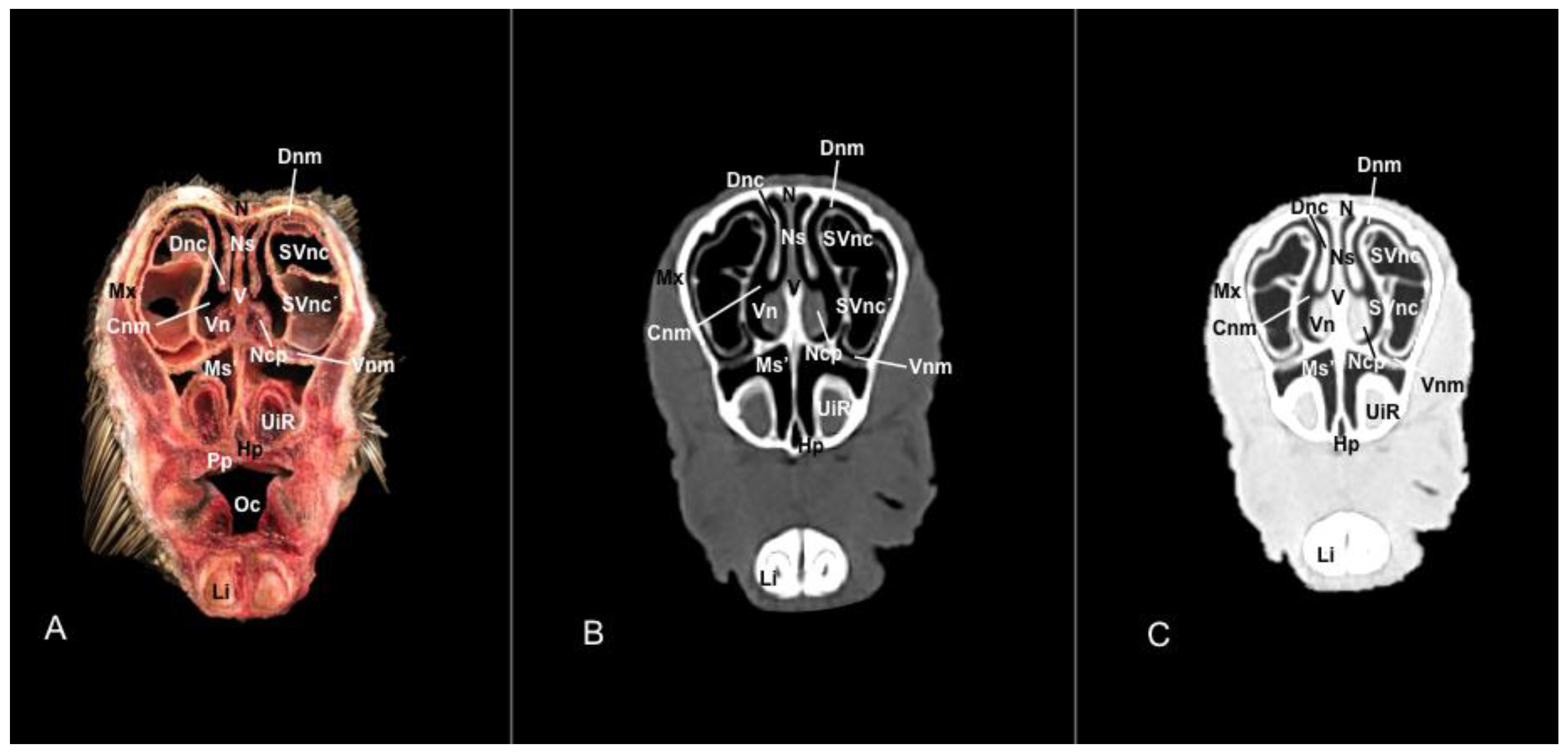 Vetsci 11 00611 g007