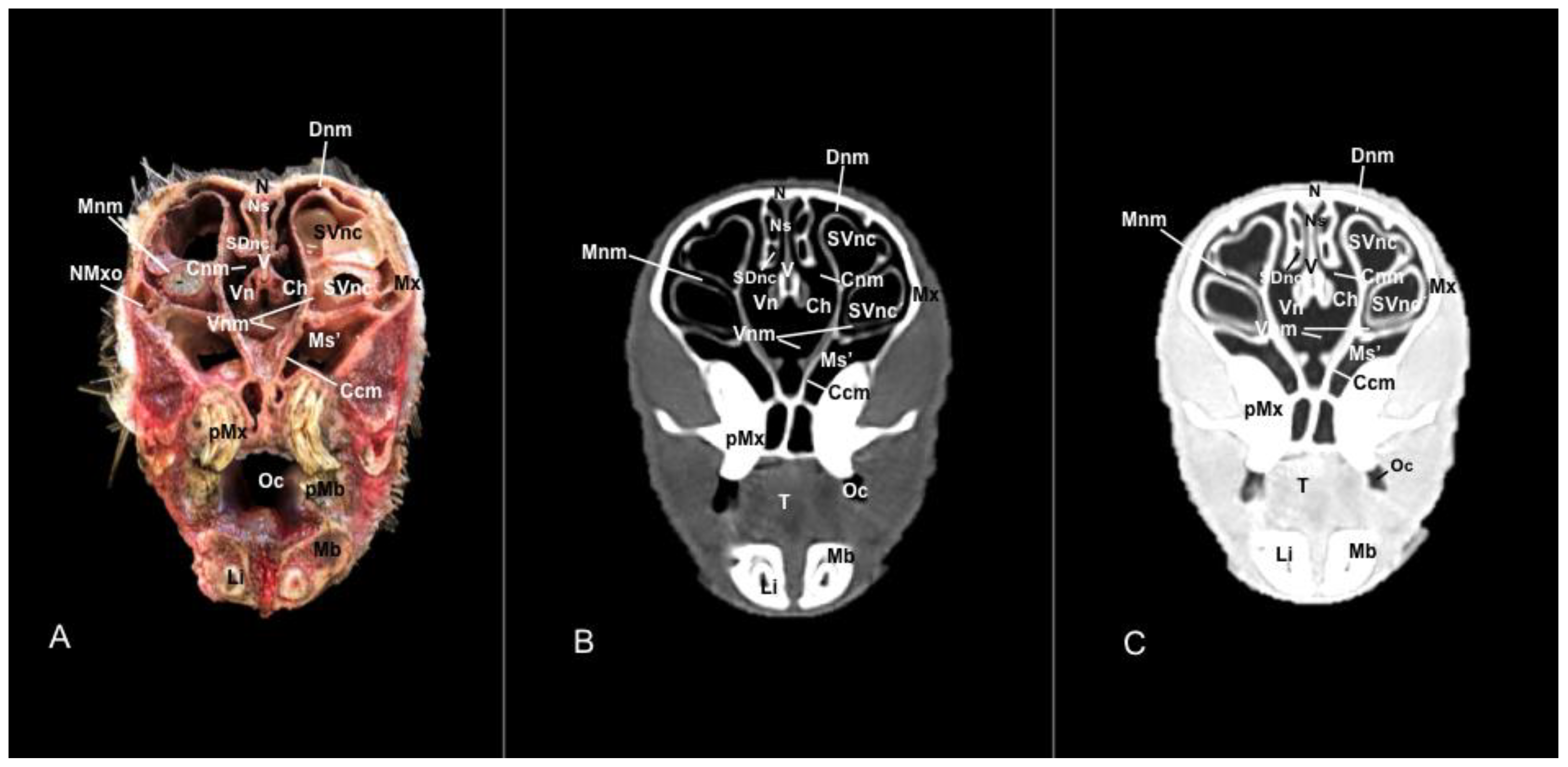 Vetsci 11 00611 g008