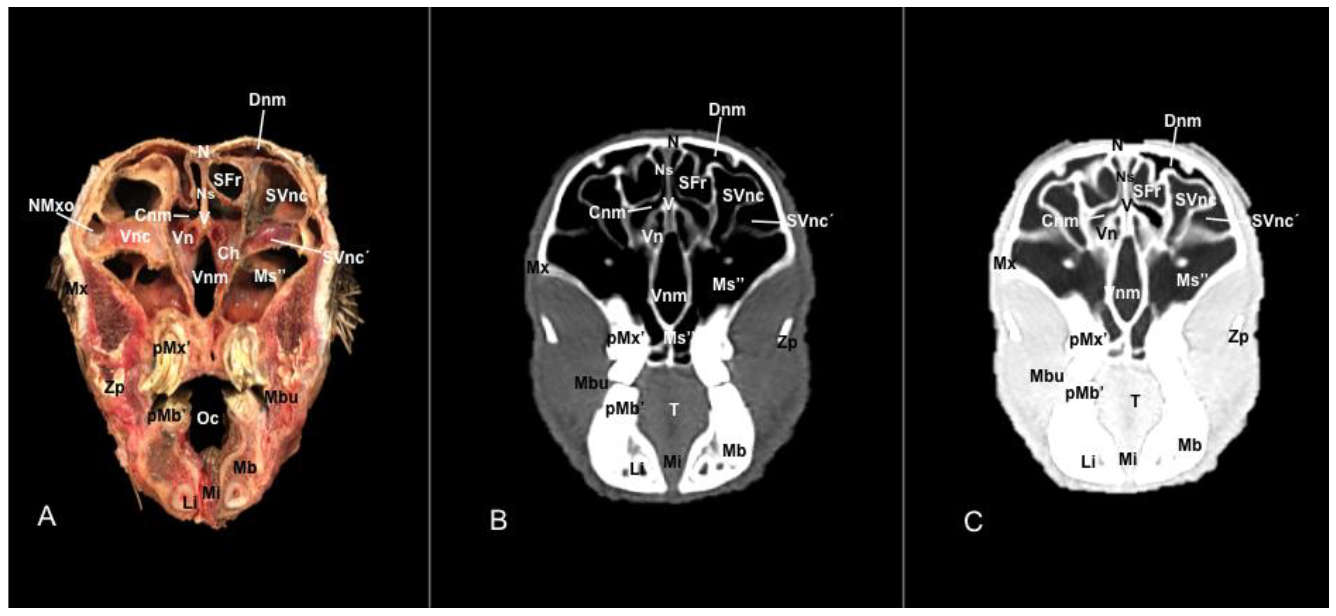 Vetsci 11 00611 g009