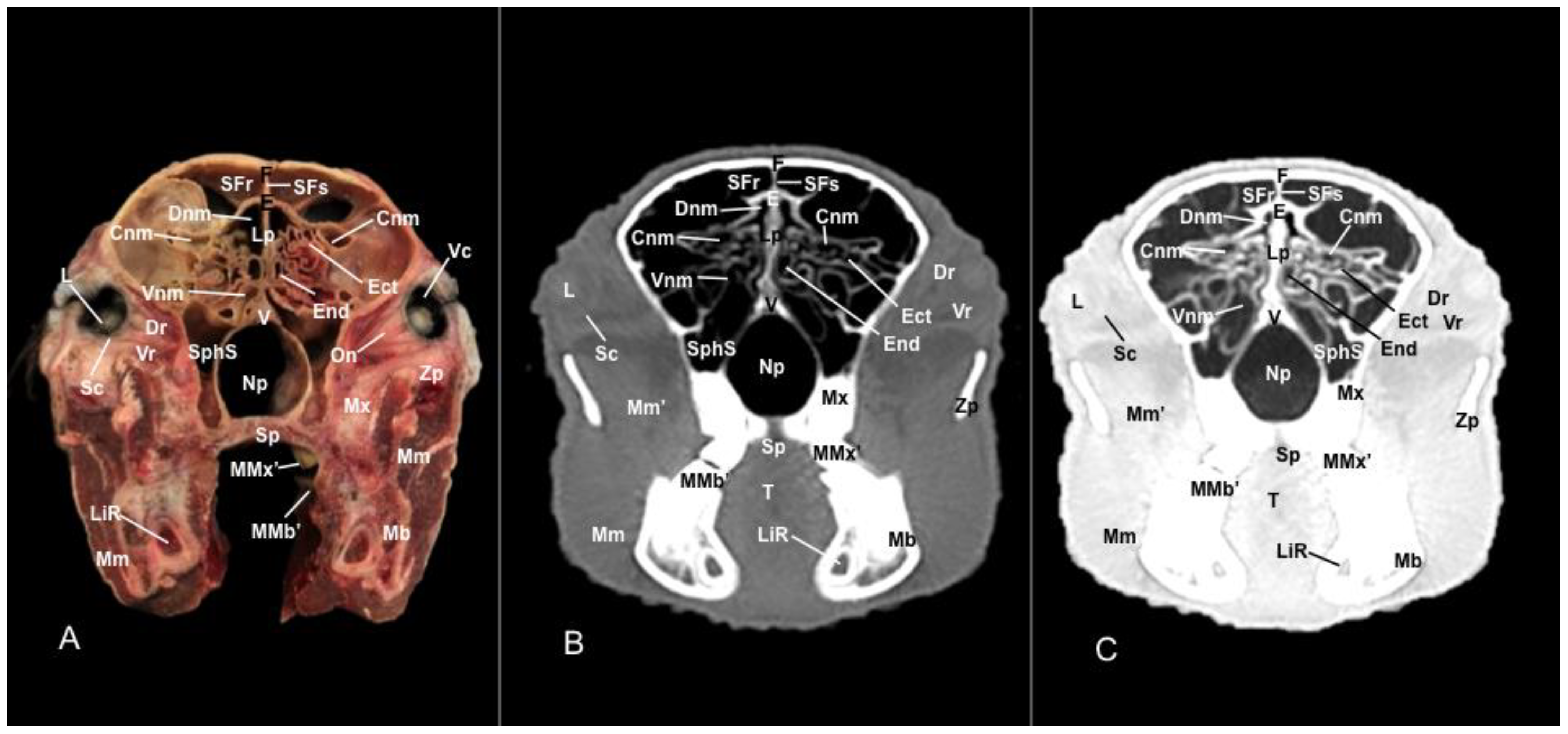 Vetsci 11 00611 g011