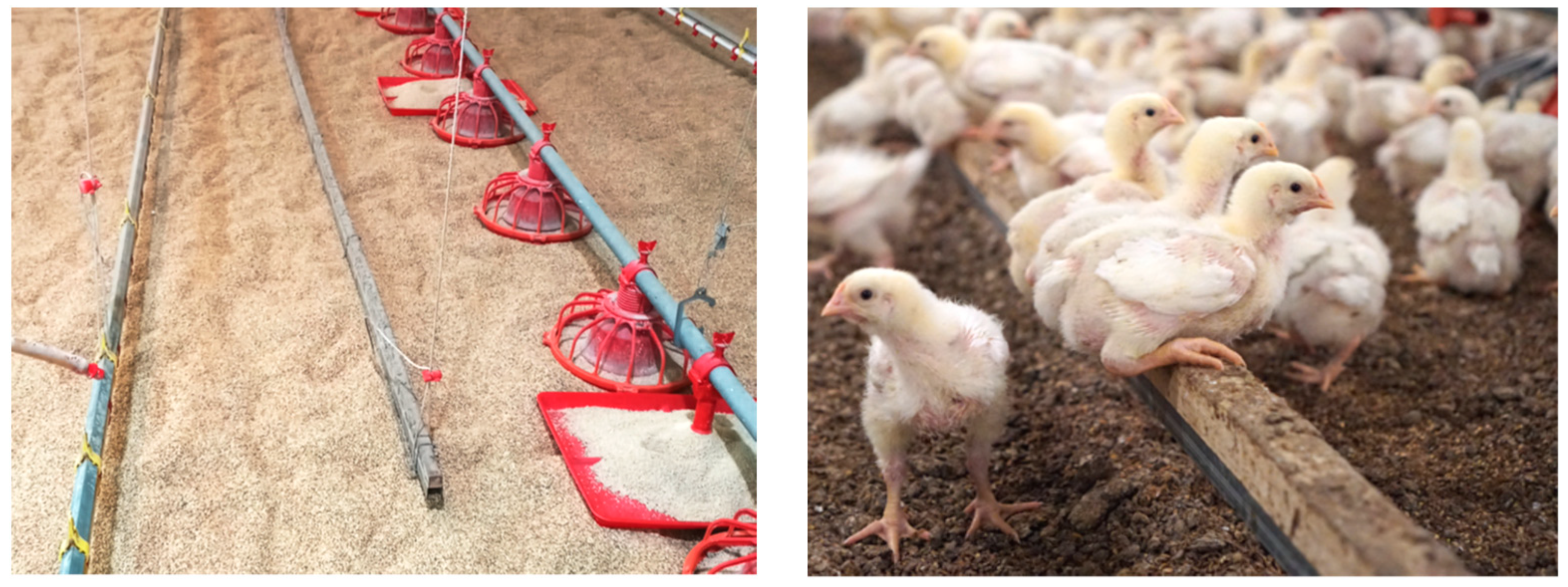 Vetsci 11 00614 g001