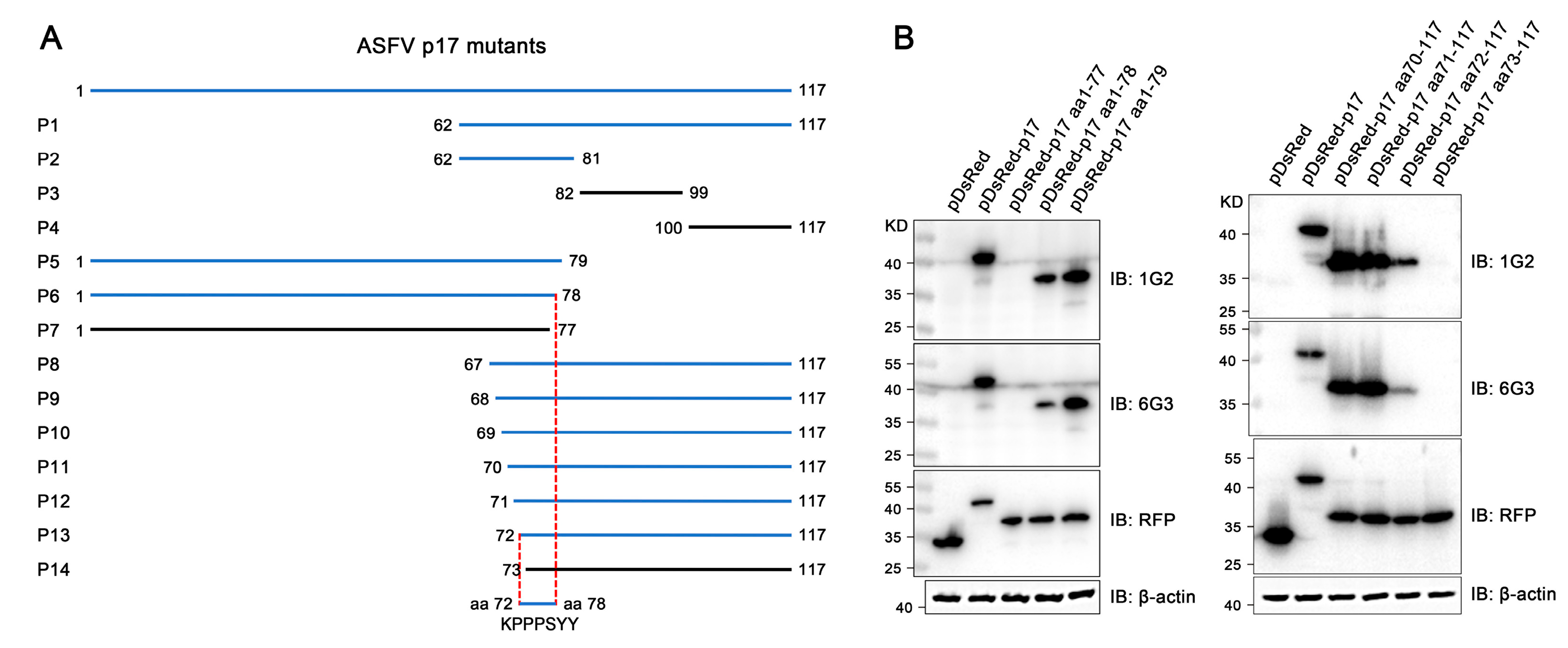 Vetsci 11 00650 g005