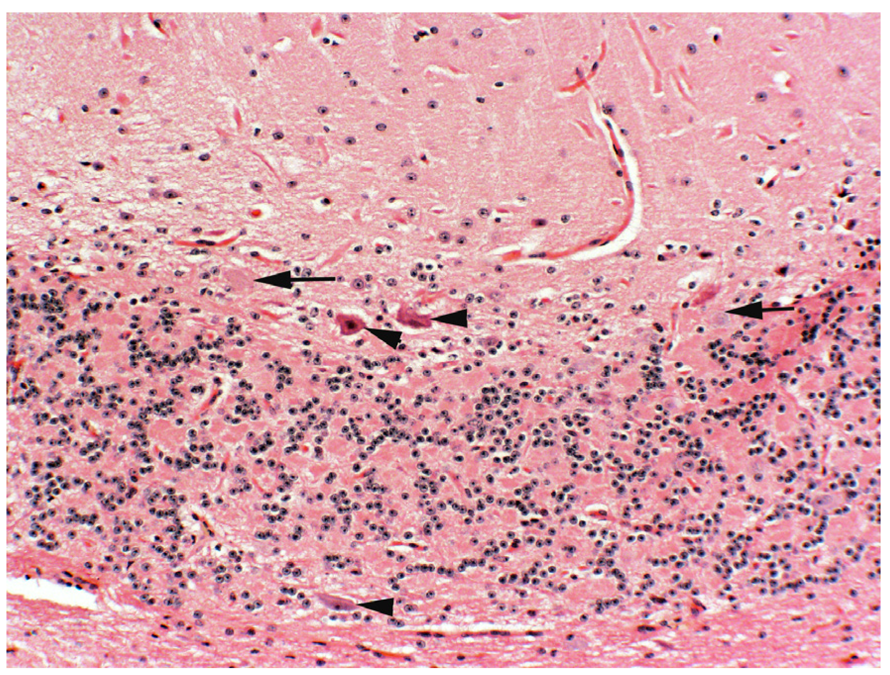 Vetsci 12 00013 g003