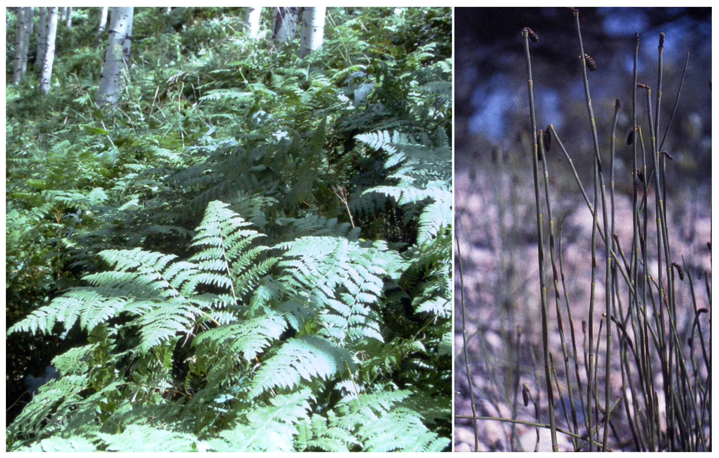 Vetsci 12 00013 g006