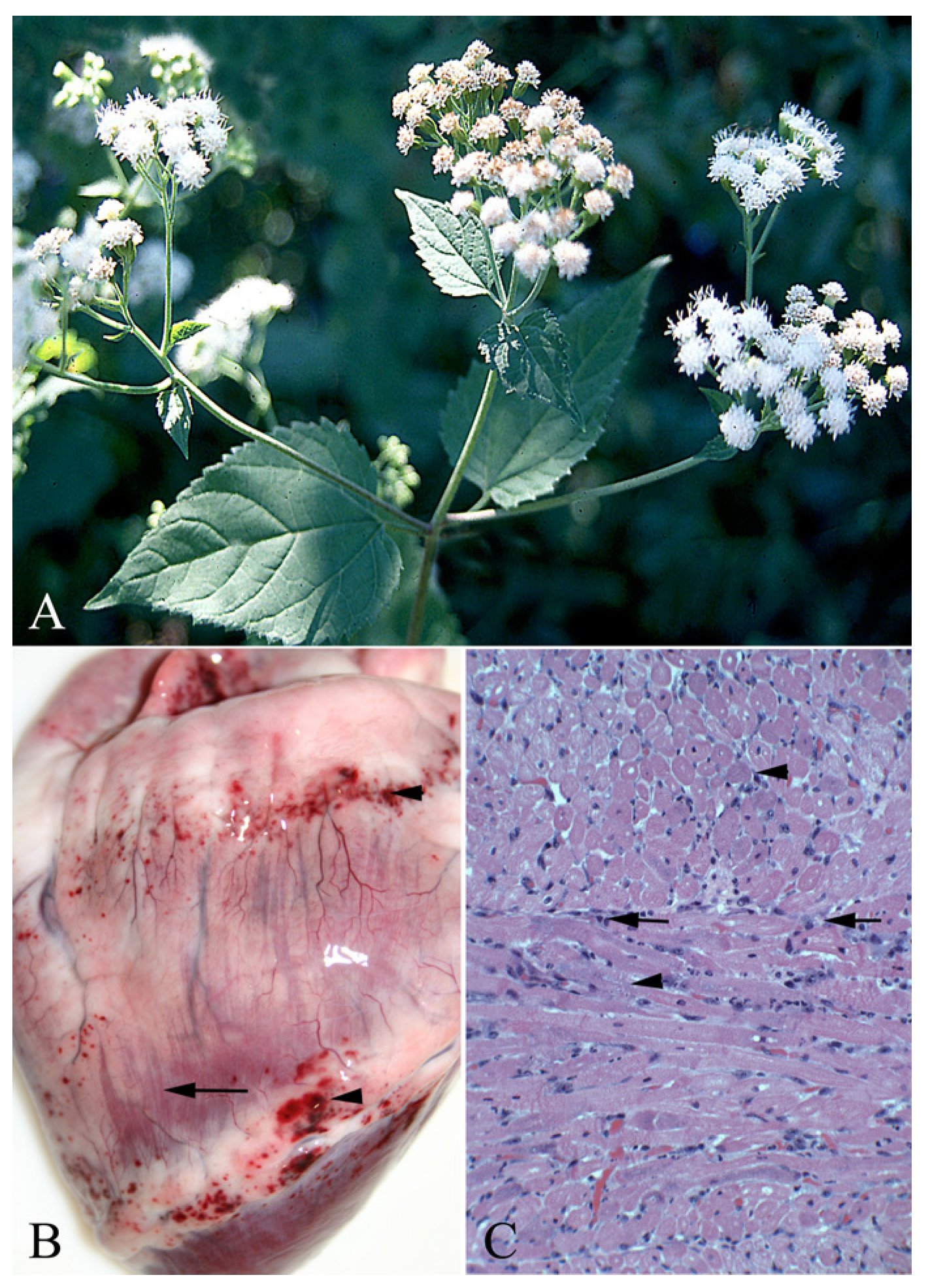 Vetsci 12 00013 g008