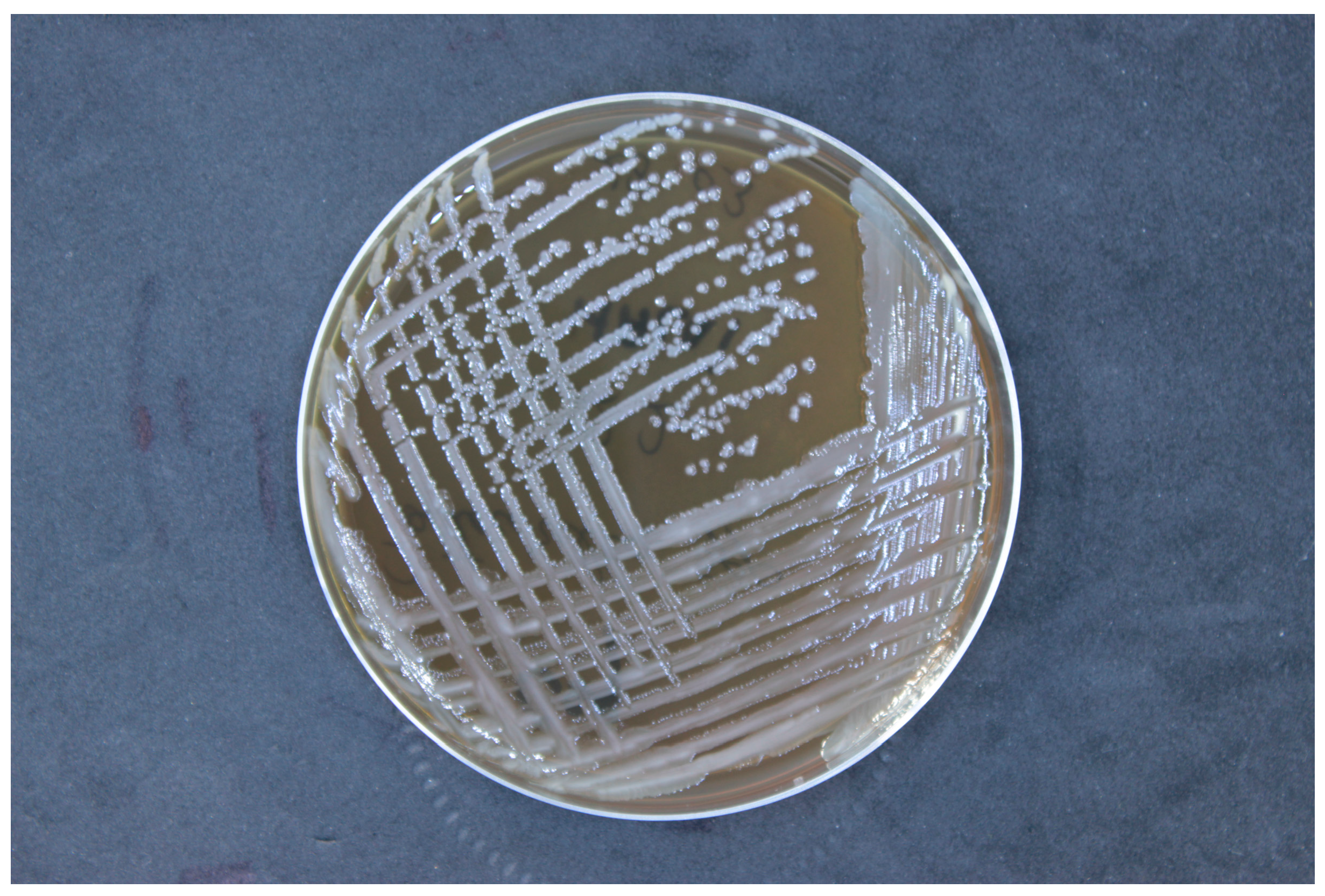 Vetsci 12 00033 g002