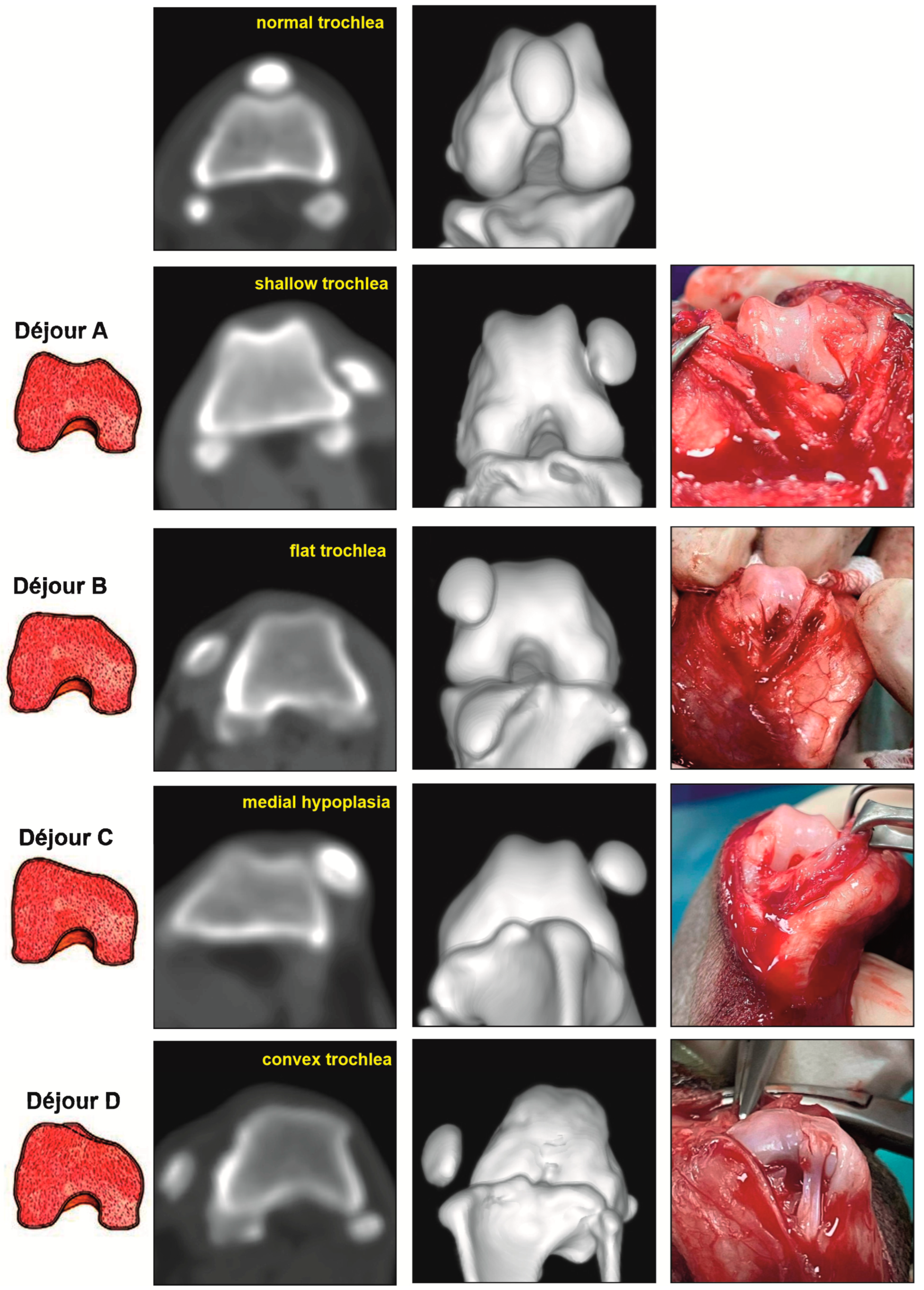 Vetsci 12 00049 g002