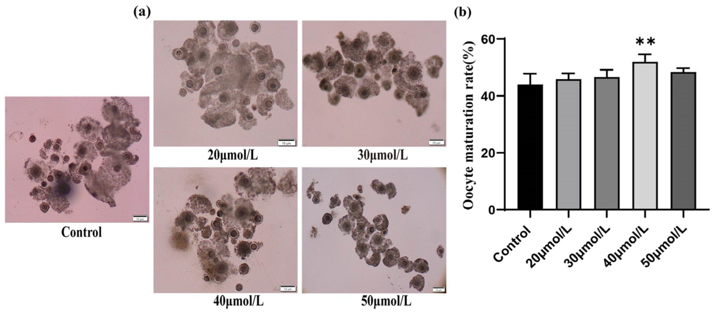 Vetsci 12 00062 g001